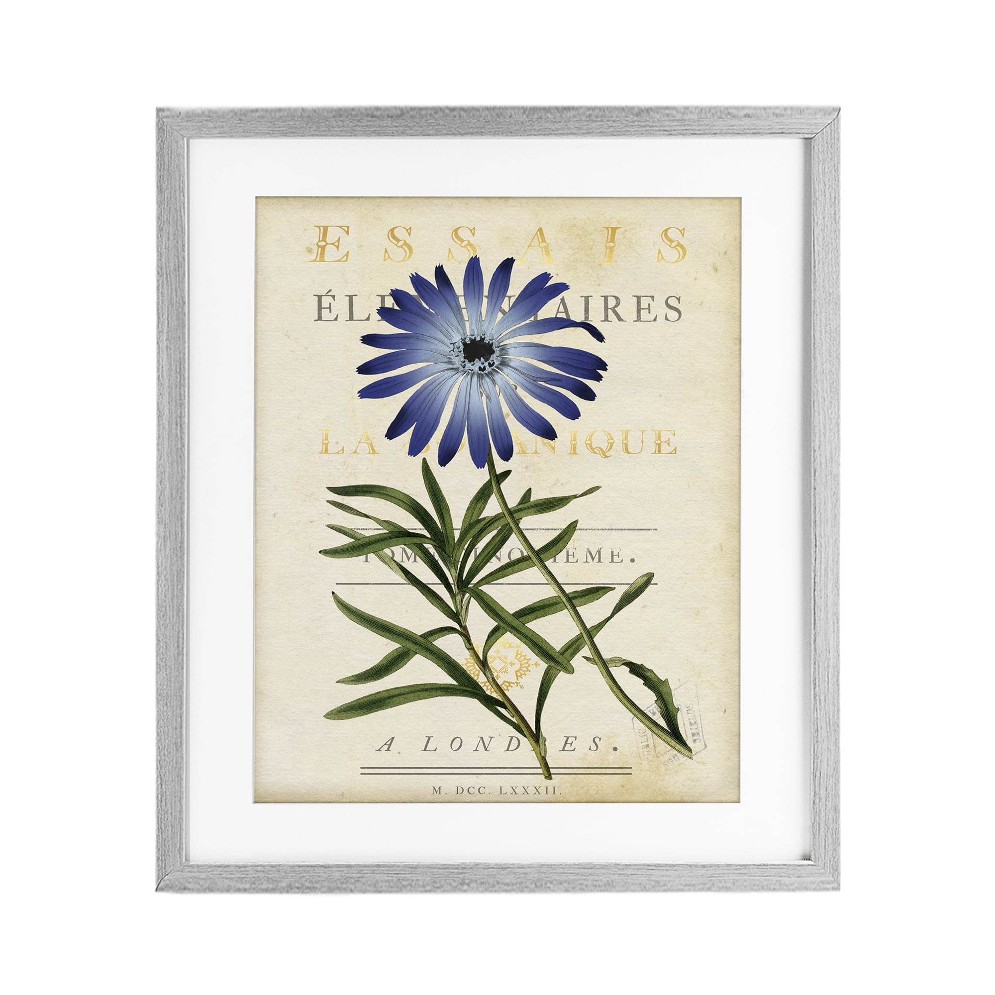 Stupell Industries Natural Botany Daisy Gray Framed Print Under Glass, design by Susan Arnot