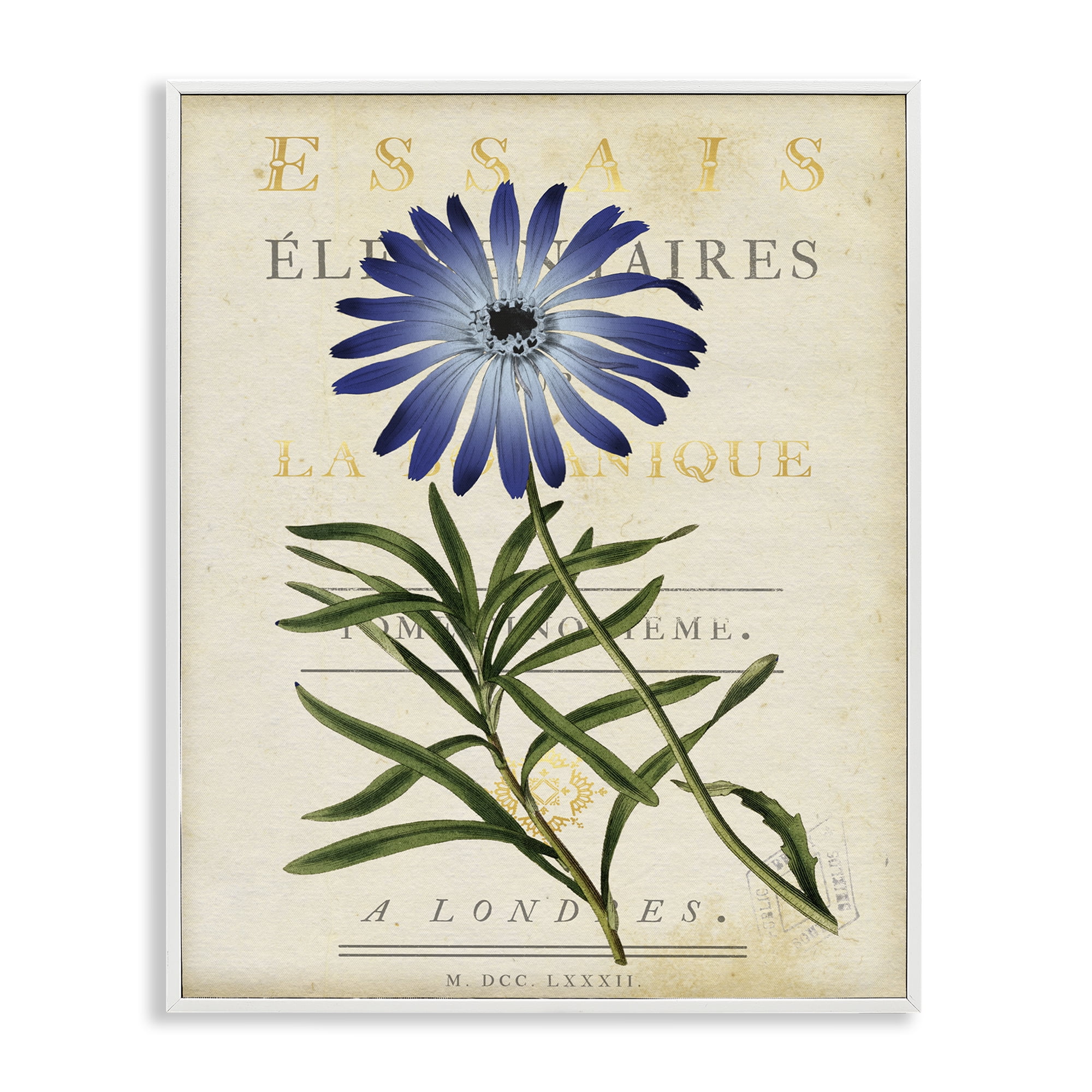 Stupell Industries Natural Botany Daisy White Framed Giclee Art, design by Susan Arnot