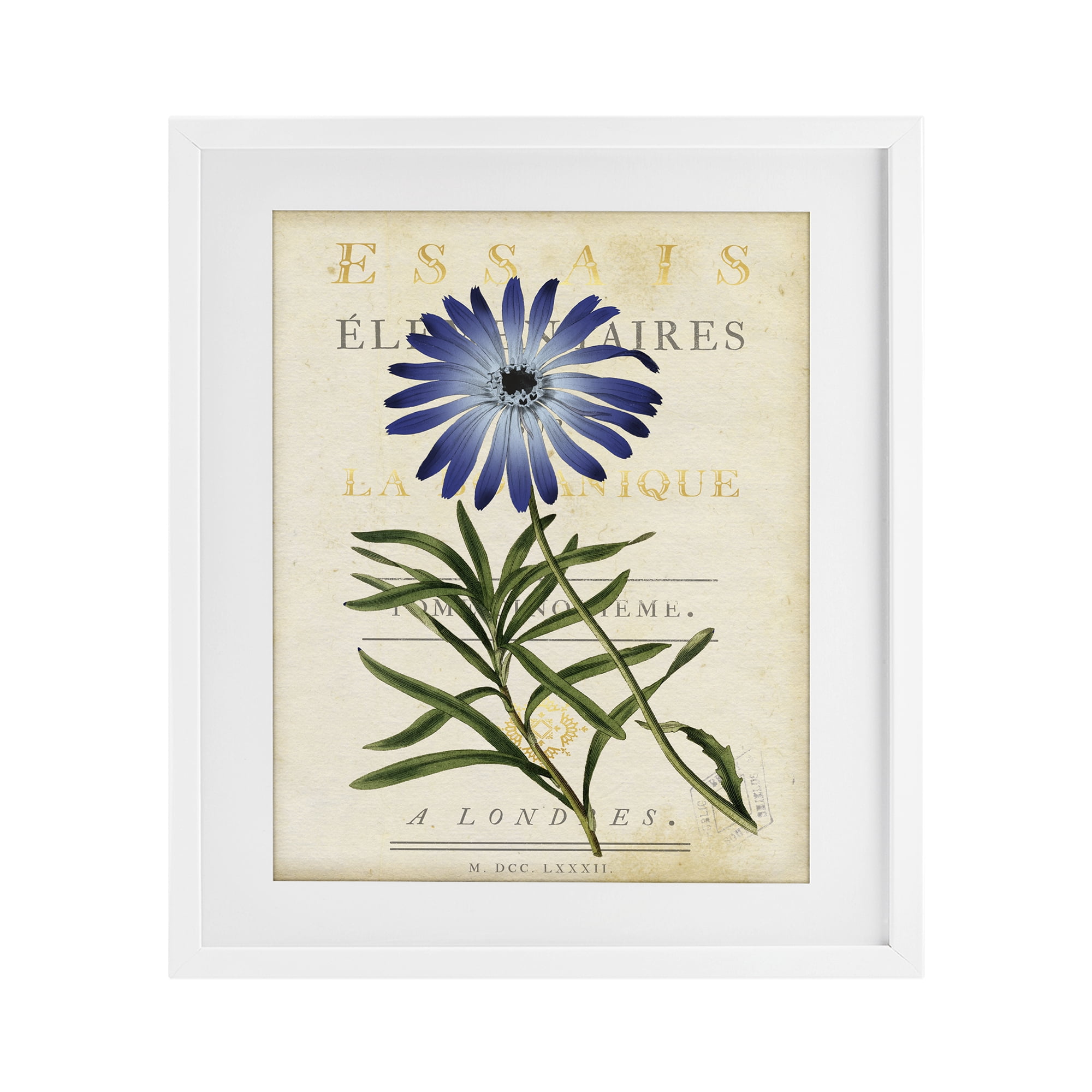 Stupell Industries Natural Botany Daisy White Framed Print Under Glass, design by Susan Arnot