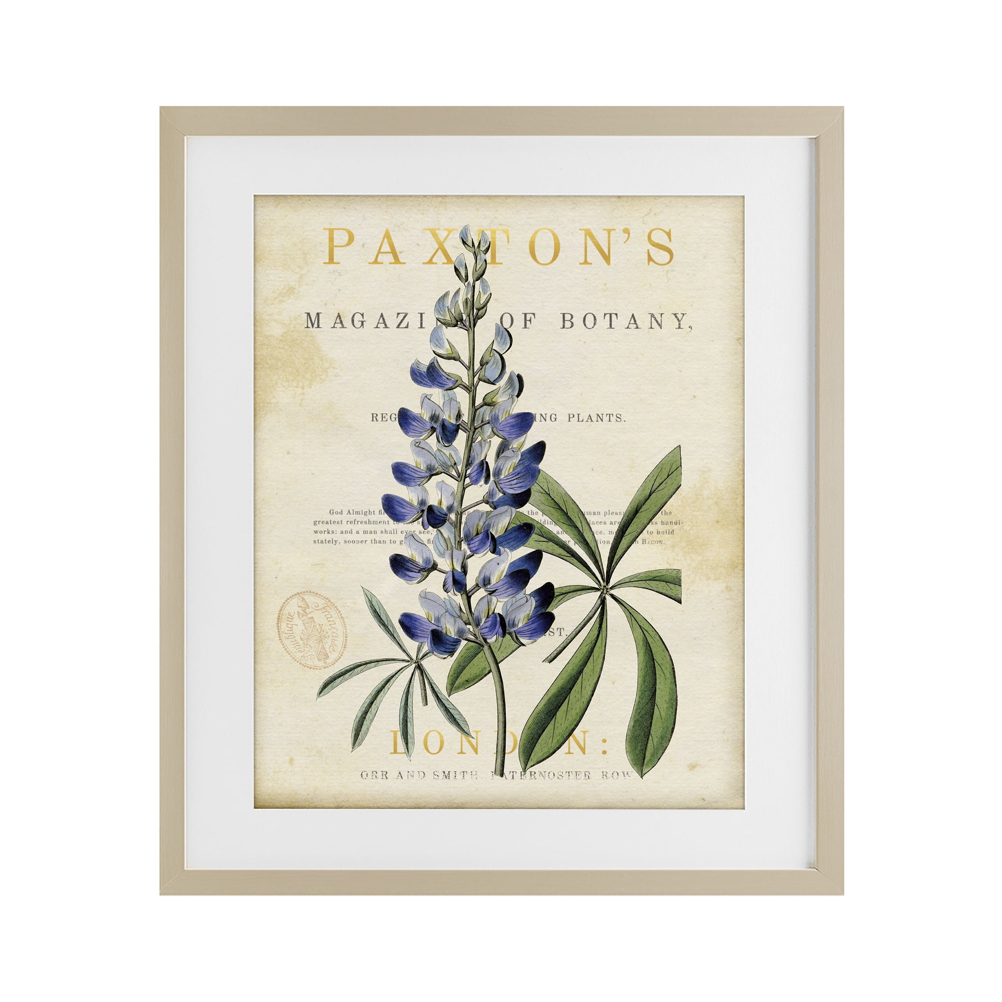 Stupell Industries Natural Botany Lupine Birch Framed Print Under Glass, design by Susan Arnot