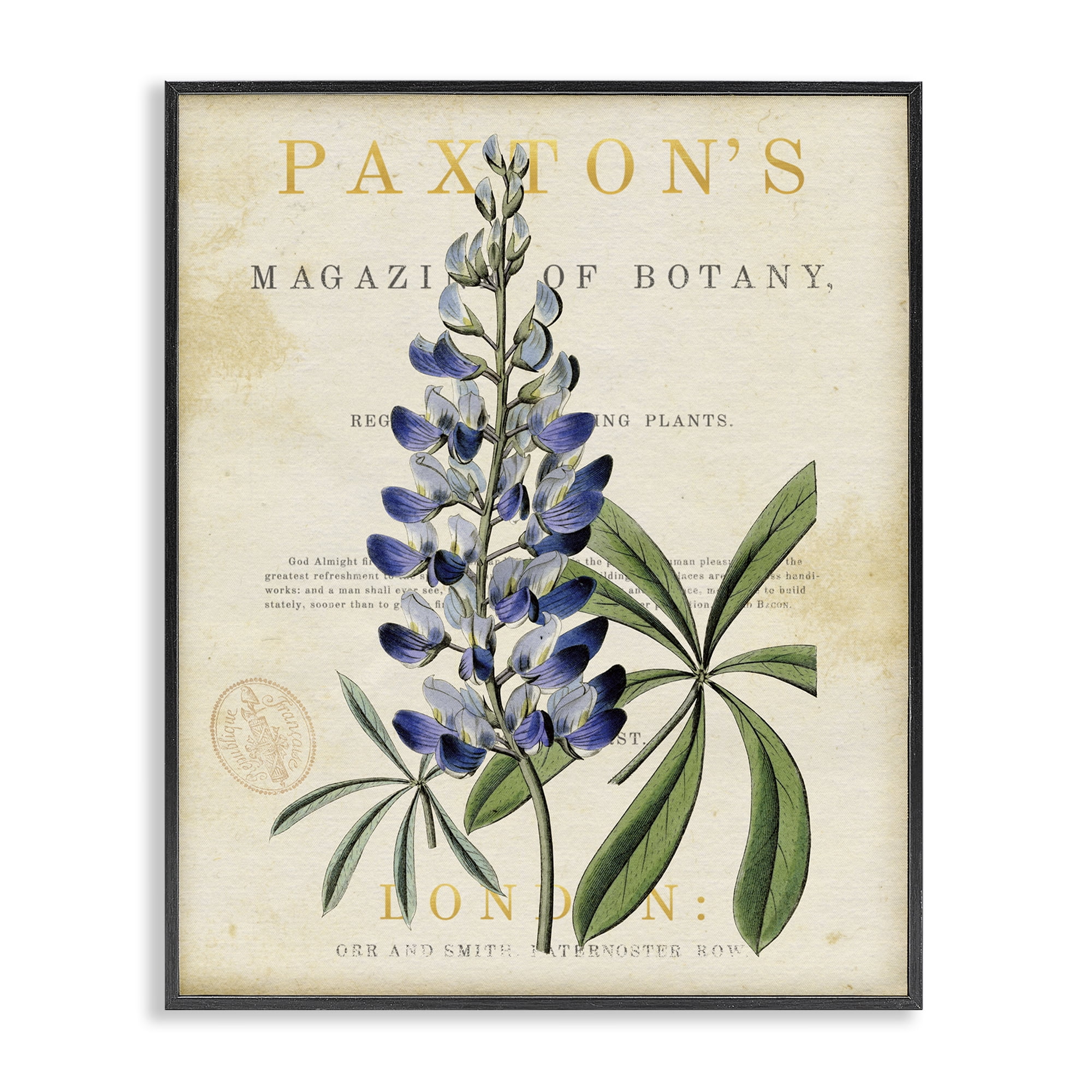Stupell Industries Natural Botany Lupine Black Framed Giclee Art, design by Susan Arnot