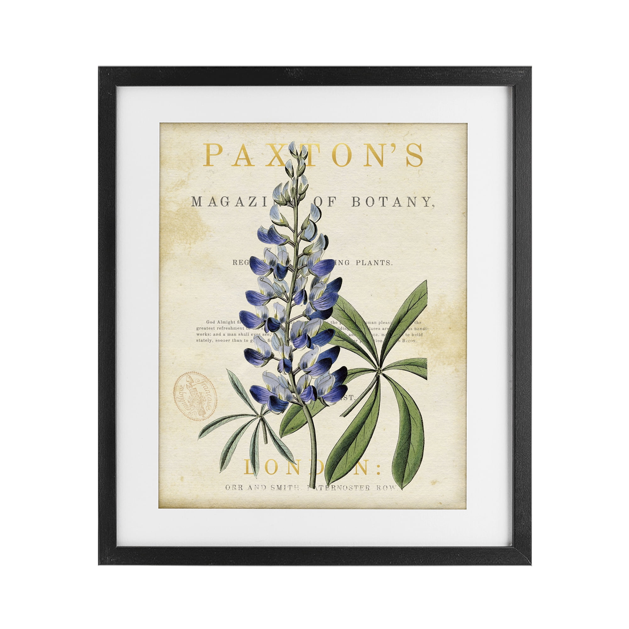 Stupell Industries Natural Botany Lupine Black Framed Print Under Glass, design by Susan Arnot