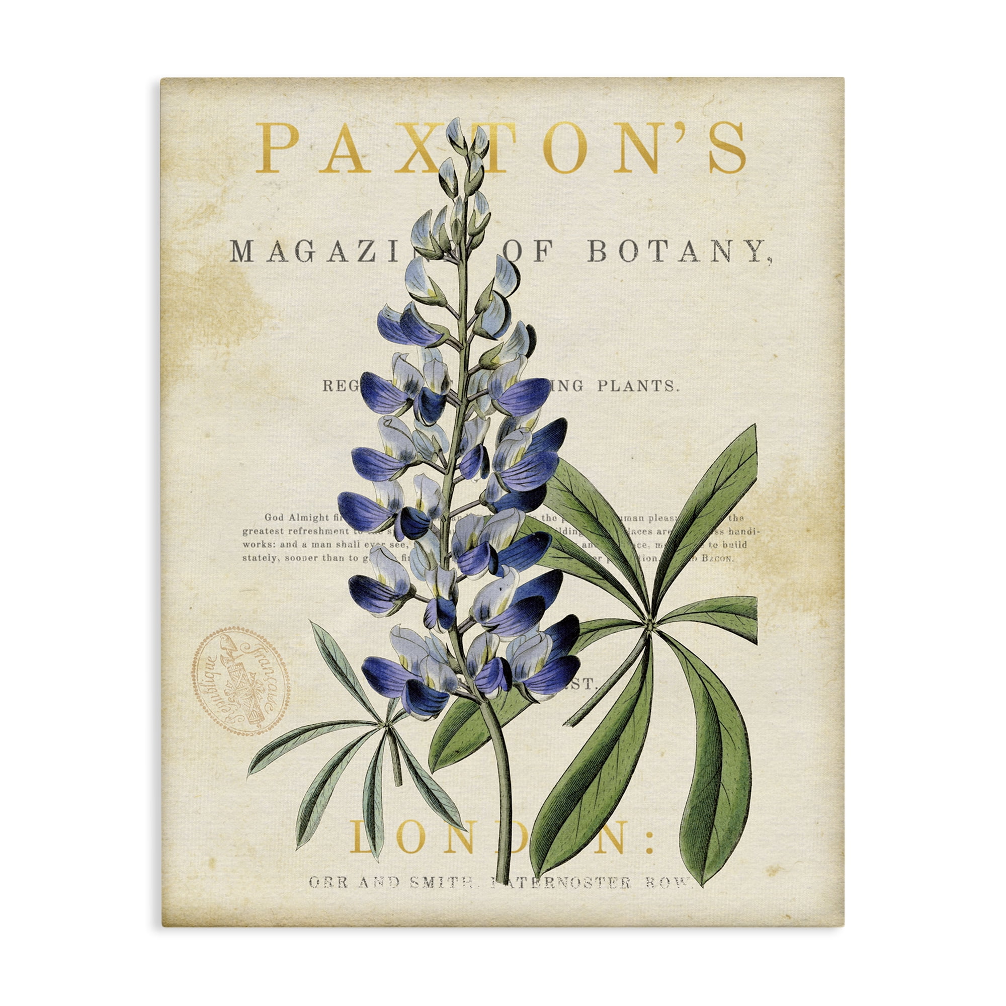 Stupell Industries Natural Botany Lupine Canvas Wall Art, design by Susan Arnot