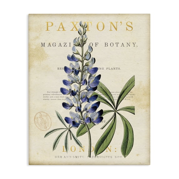 Stupell Industries Cottage Natural Botany Lupine Canvas Art, 16 x 20, by Susan Arnot