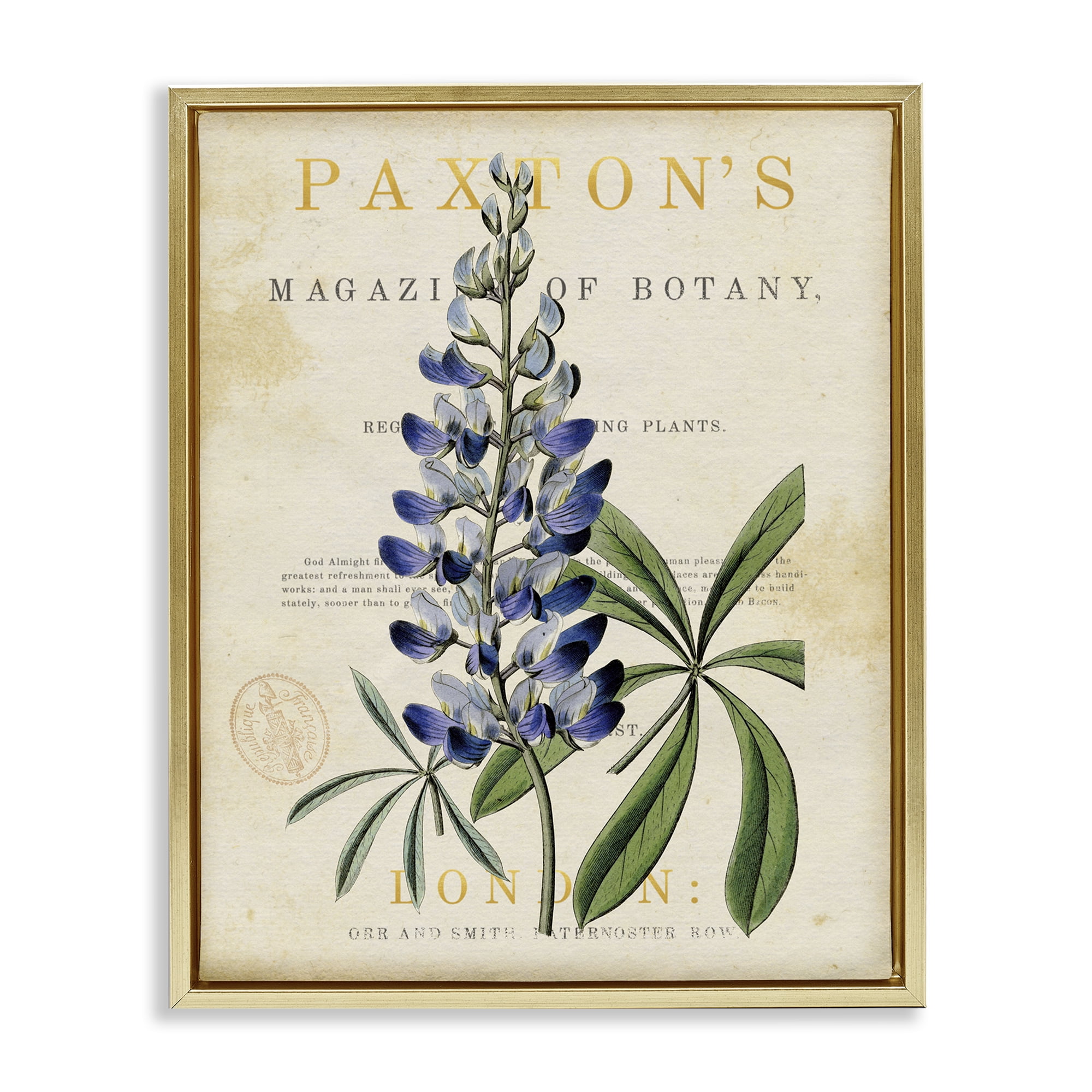 Stupell Industries Natural Botany Lupine Gold Framed Floater Canvas Wall Art, design by Susan Arnot