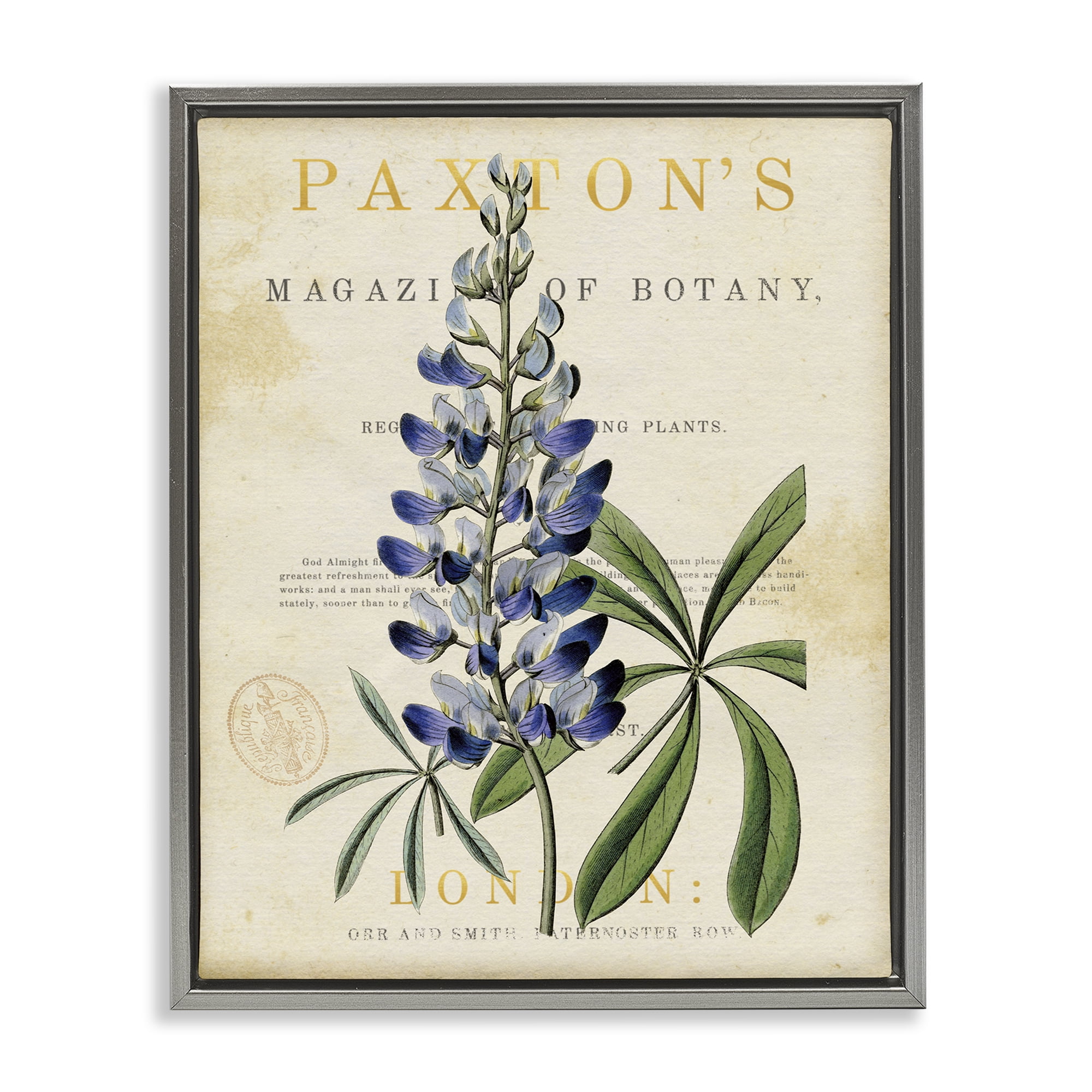 Stupell Industries Natural Botany Lupine Gray Framed Floater Canvas Wall Art, design by Susan Arnot