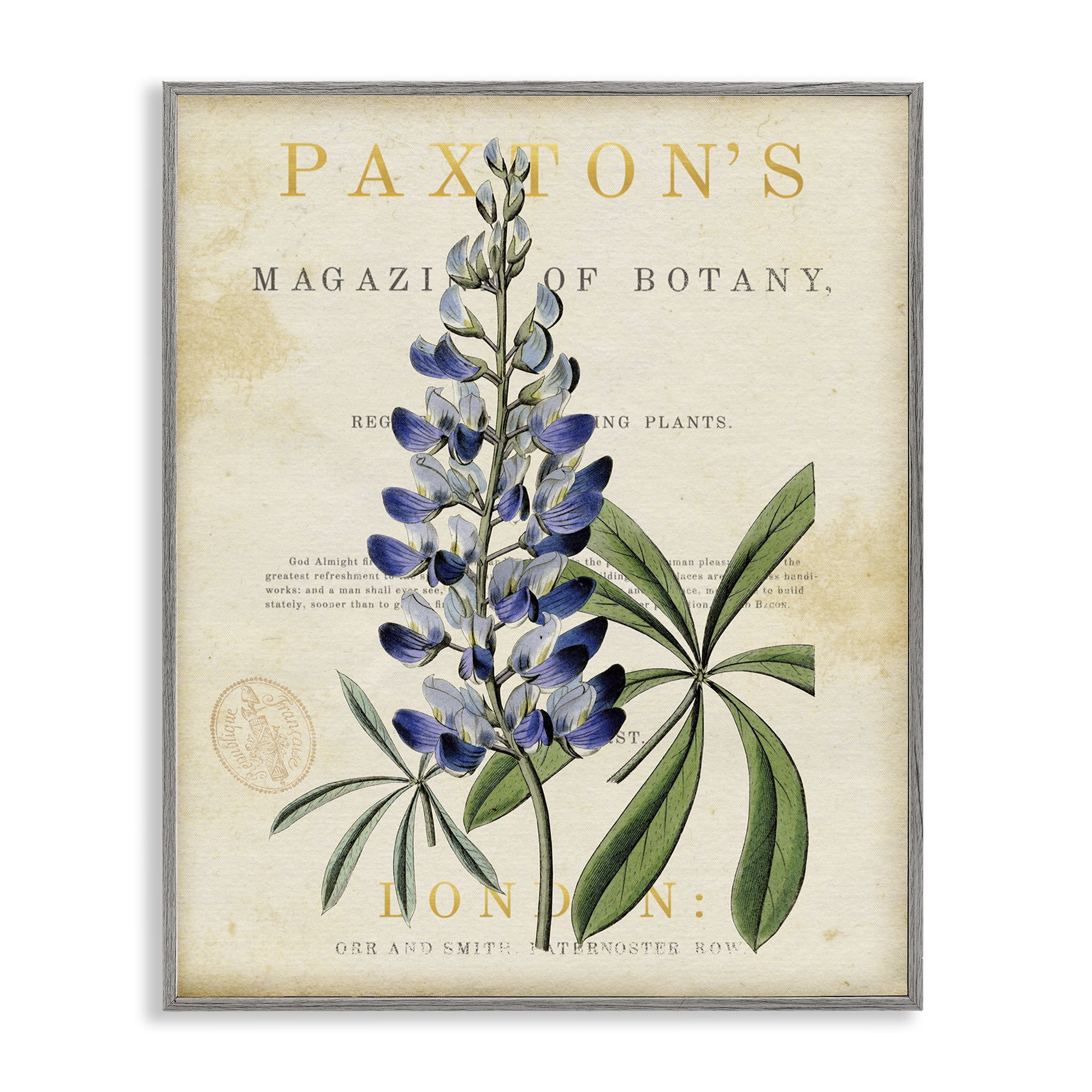 Stupell Industries Natural Botany Lupine Gray Framed Giclee Art, design by Susan Arnot