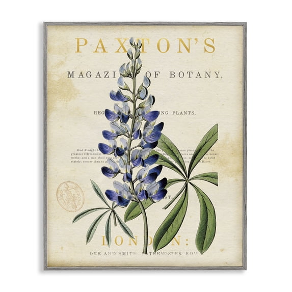 Stupell Industries Cottage Natural Botany Lupine Gray Framed Giclee Art, 11 x 14, by Susan Arnot