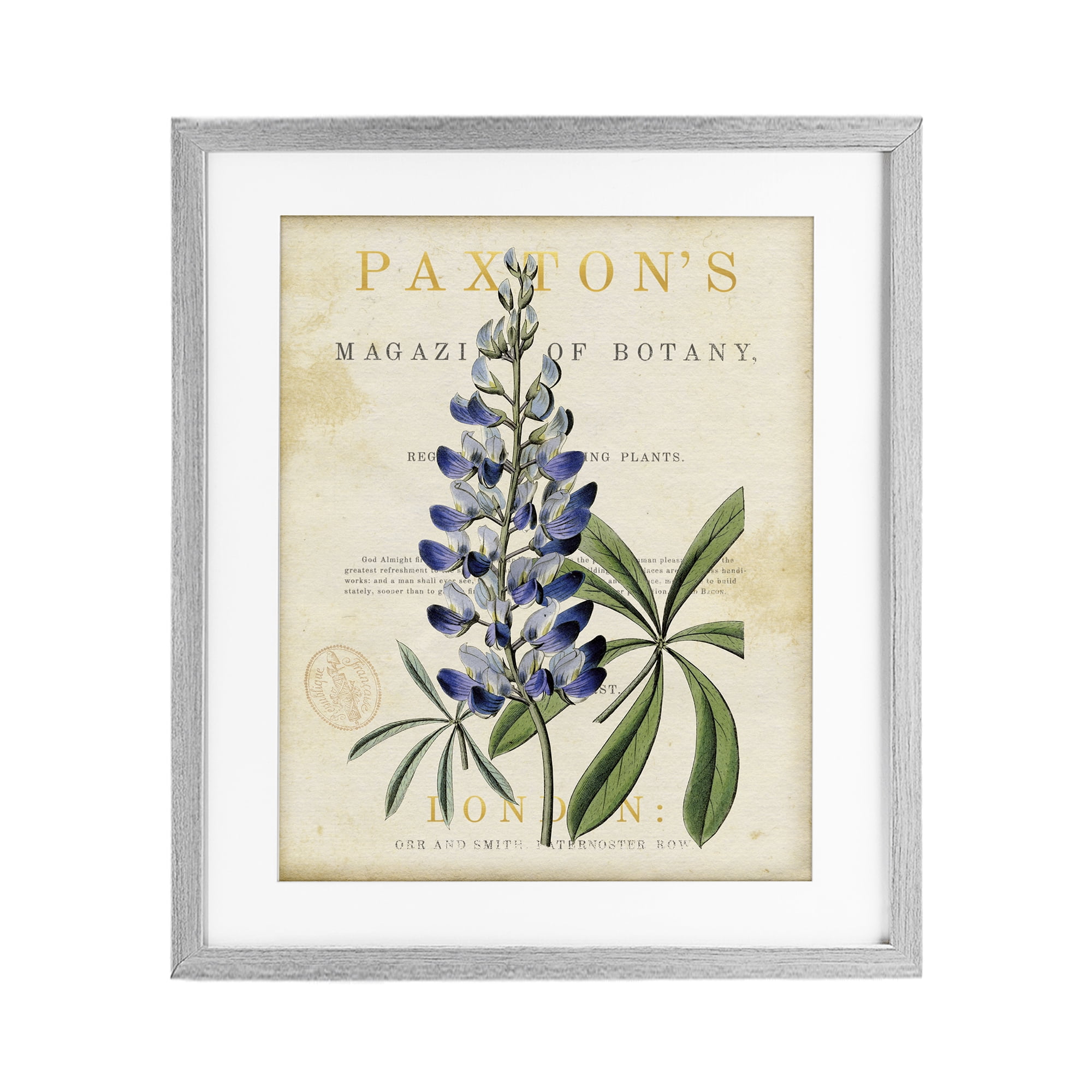 Stupell Industries Natural Botany Lupine Gray Framed Print Under Glass, design by Susan Arnot