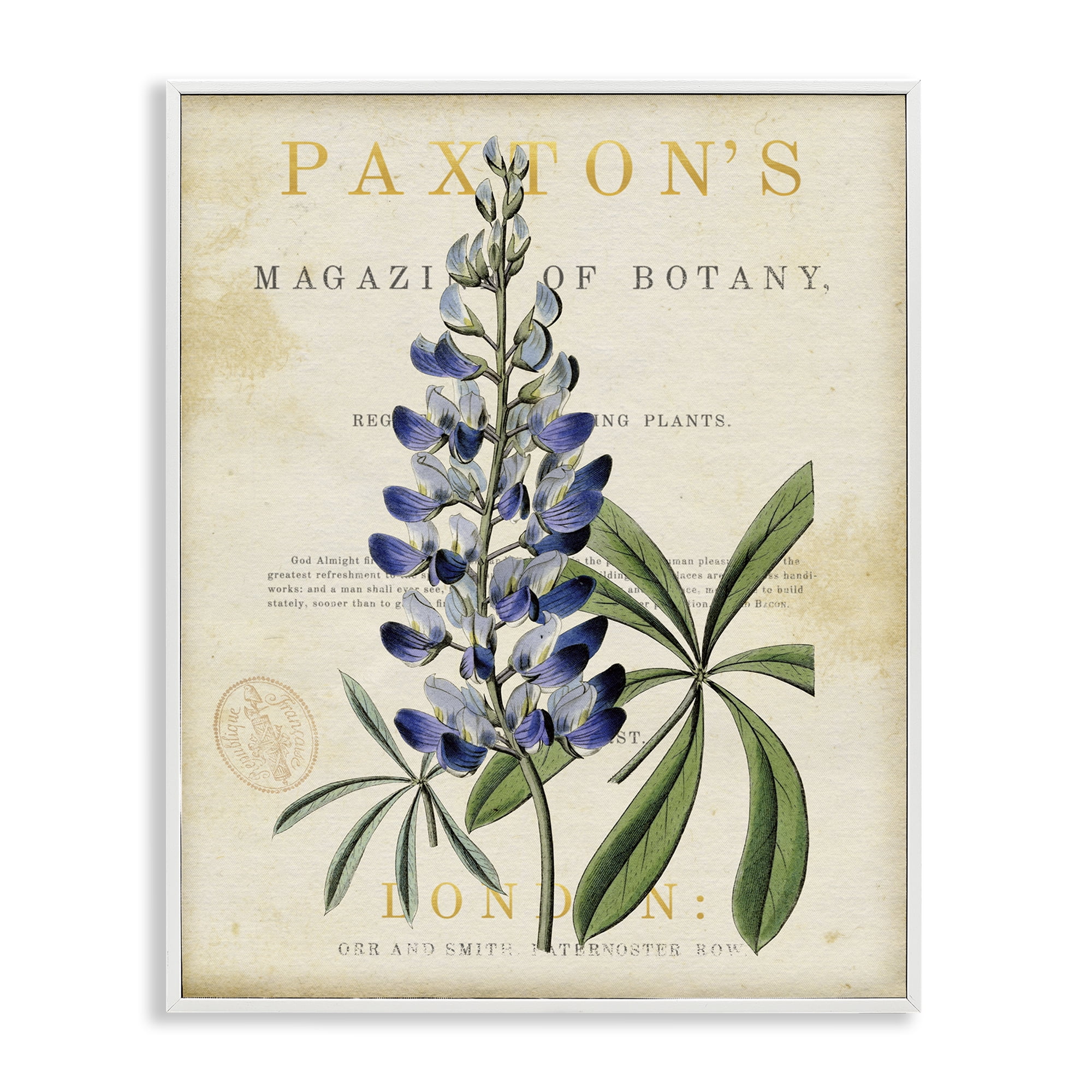 Stupell Industries Natural Botany Lupine White Framed Giclee Art, design by Susan Arnot