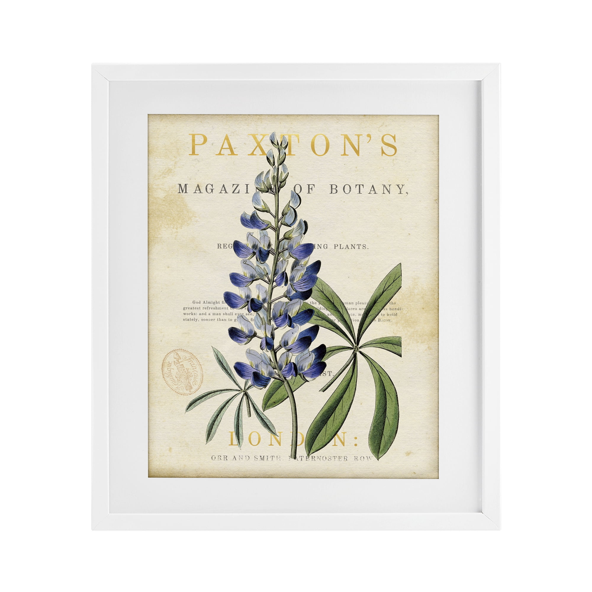Stupell Industries Natural Botany Lupine White Framed Print Under Glass, design by Susan Arnot