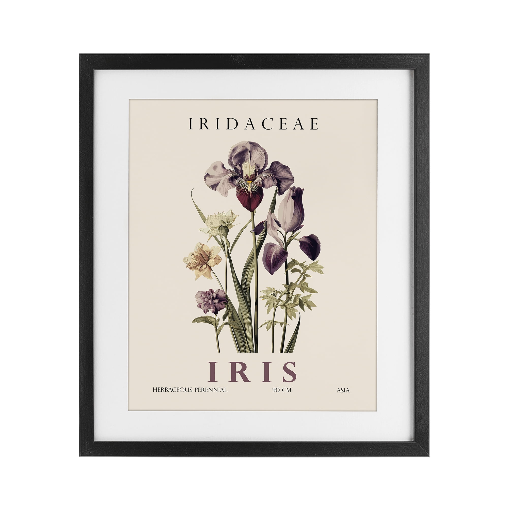 Stupell Industries Natural Iris Bundle Black Framed Print Under Glass, design by Christopher Giampietro