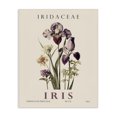 thumbnail image 1 of Stupell Industries Scandinavian Natural Iris Bundle Canvas Art, 36 x 48, by Christopher Giampietro, 1 of 8