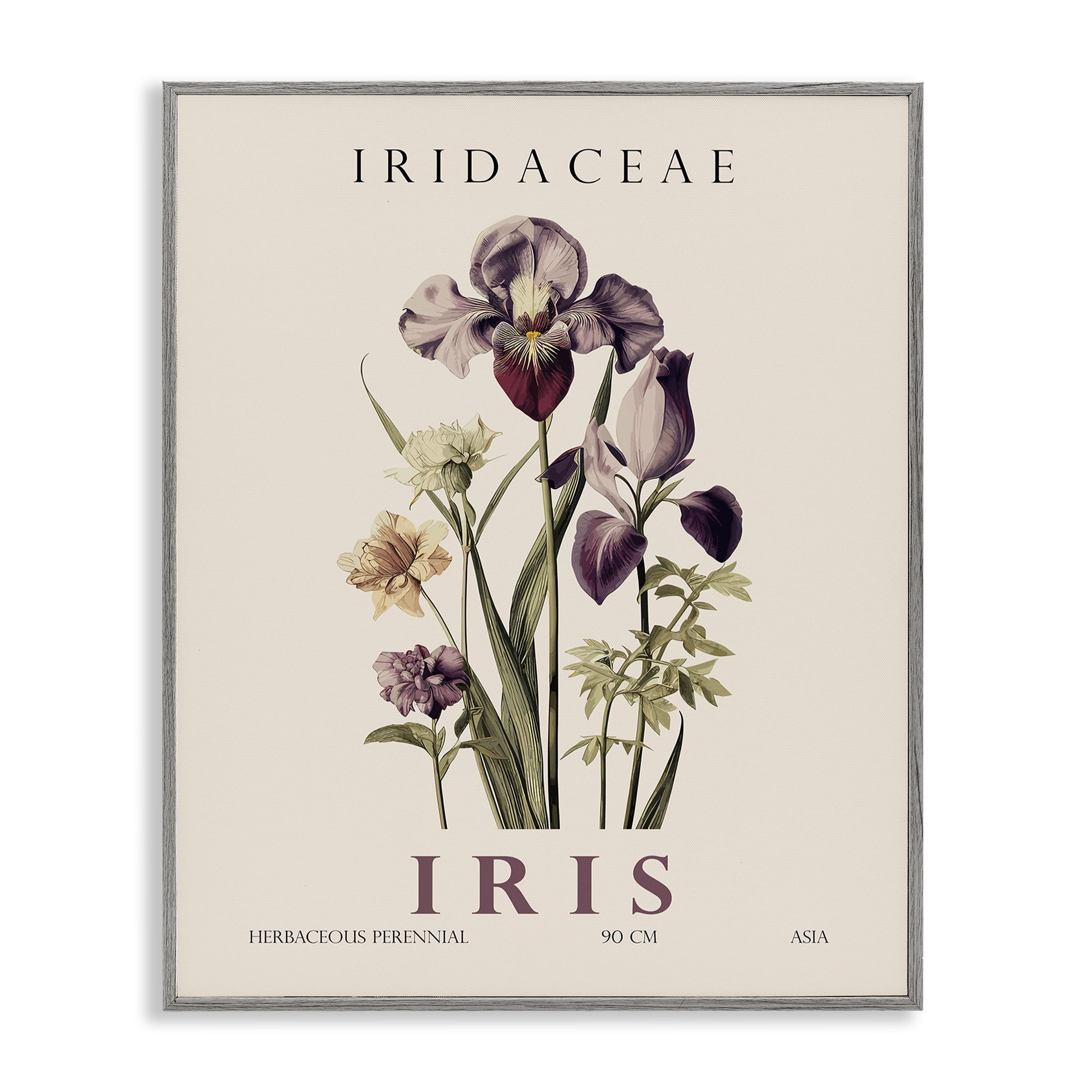 Stupell Industries Natural Iris Bundle Gray Framed Giclee Art, design by Christopher Giampietro