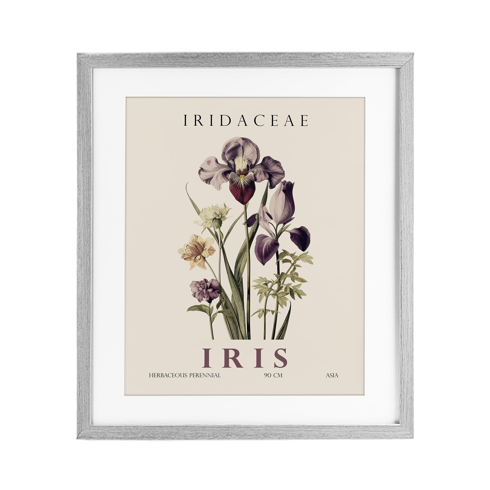 Stupell Industries Natural Iris Bundle Gray Framed Print Under Glass, design by Christopher Giampietro