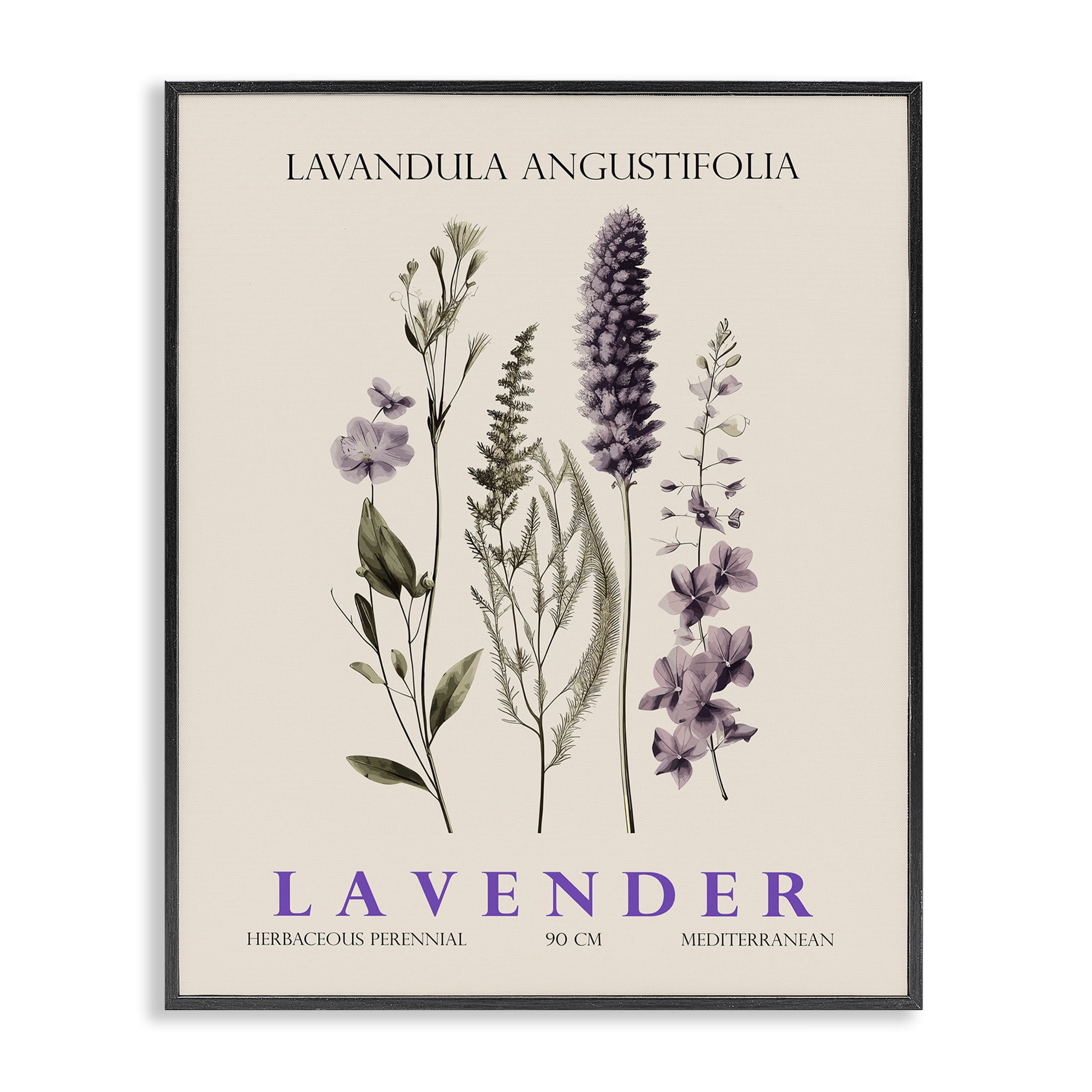 Stupell Industries Natural Lavender Bundle Black Framed Giclee Art, design by Christopher Giampietro