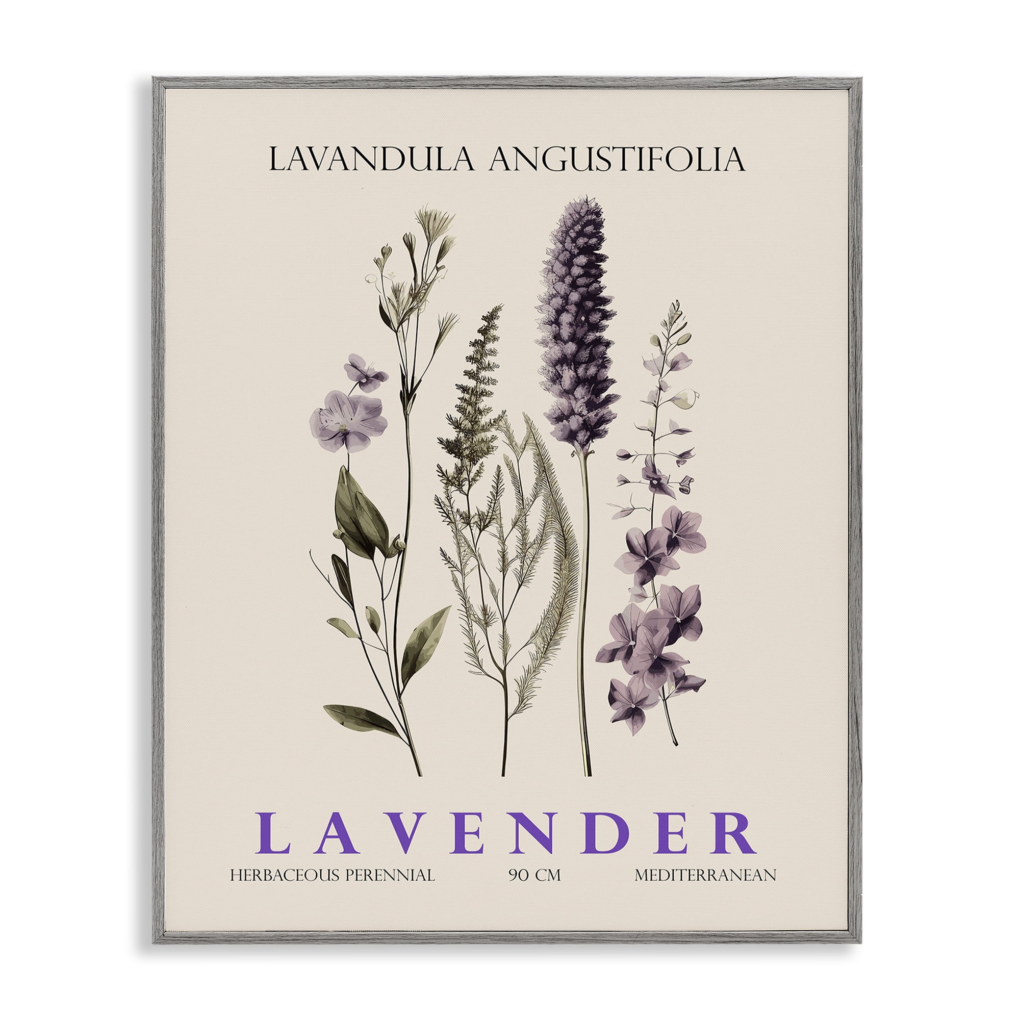 Stupell Industries Natural Lavender Bundle Gray Framed Giclee Art, design by Christopher Giampietro