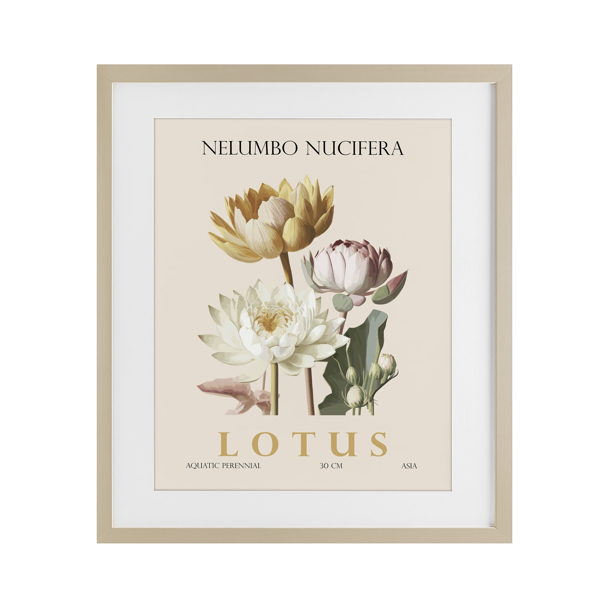 Stupell Industries Natural Lotus Bundle Birch Framed Print Under Glass, design by Christopher Giampietro