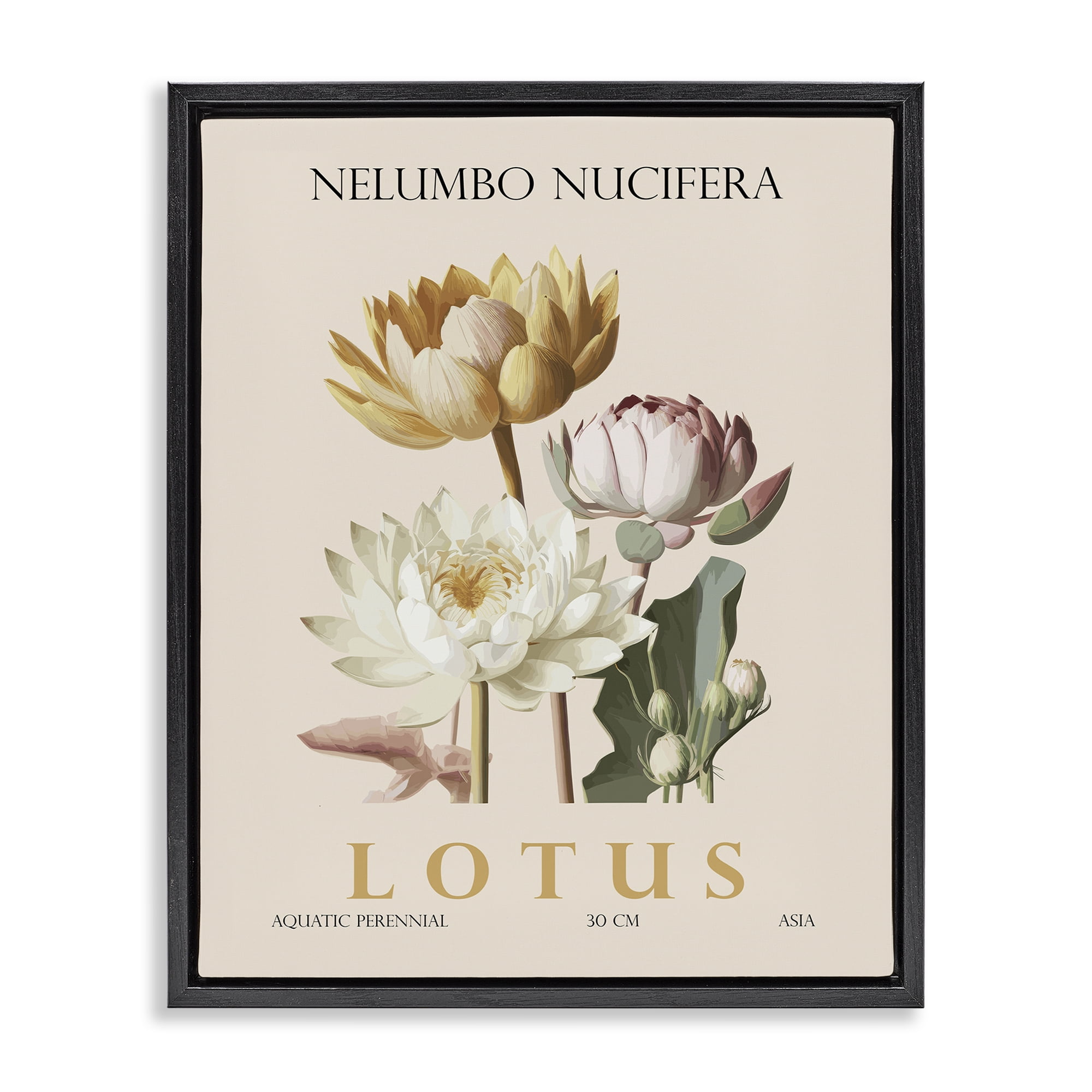 Stupell Industries Natural Lotus Bundle Black Framed Floater Canvas Wall Art, design by Christopher Giampietro