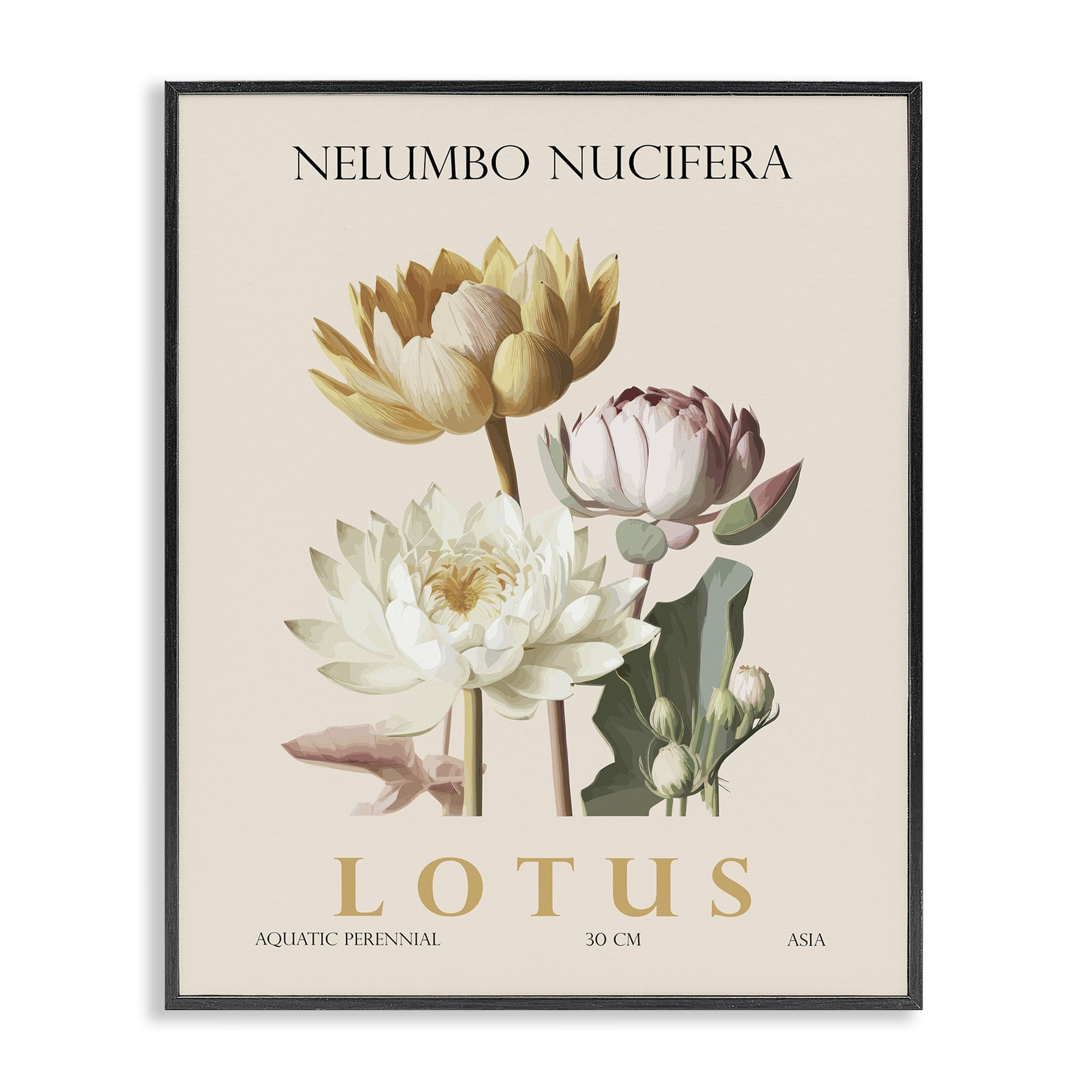 Stupell Industries Natural Lotus Bundle Black Framed Giclee Art, design by Christopher Giampietro