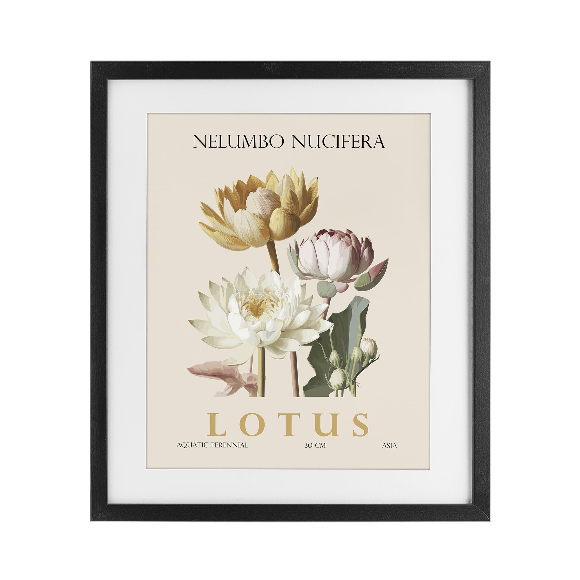 Stupell Industries Natural Lotus Bundle Black Framed Print Under Glass, design by Christopher Giampietro