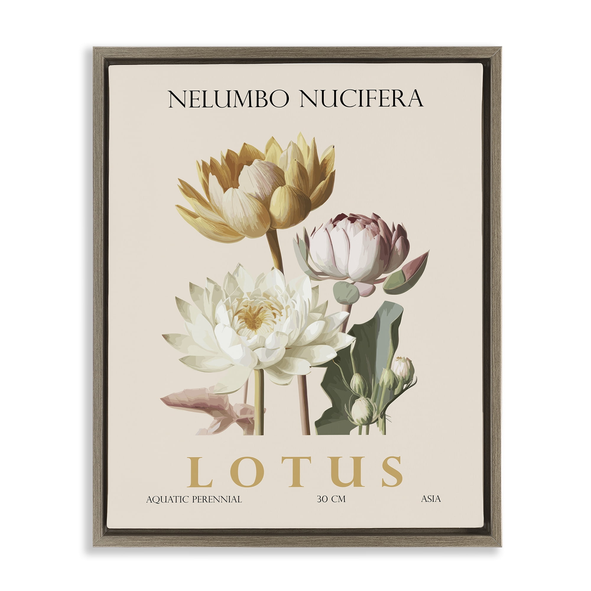 Stupell Industries Natural Lotus Bundle Brown Framed Floater Canvas Wall Art, design by Christopher Giampietro