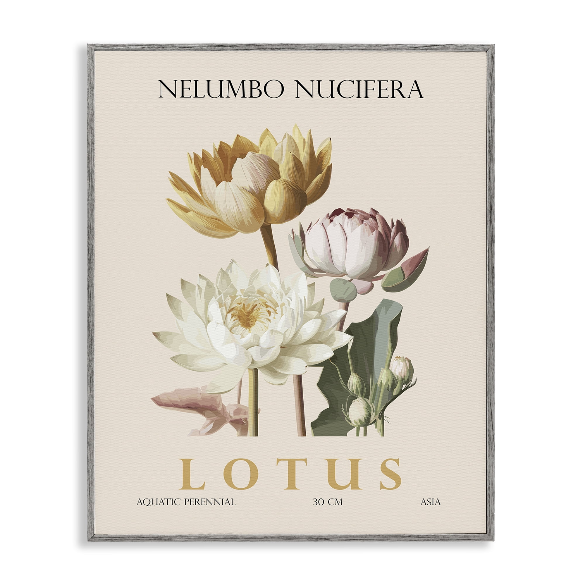 Stupell Industries Natural Lotus Bundle Gray Framed Giclee Art, design by Christopher Giampietro