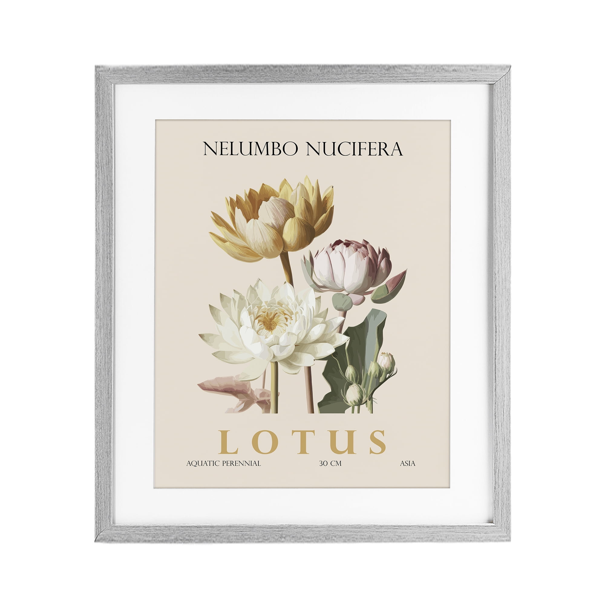Stupell Industries Natural Lotus Bundle Gray Framed Print Under Glass, design by Christopher Giampietro