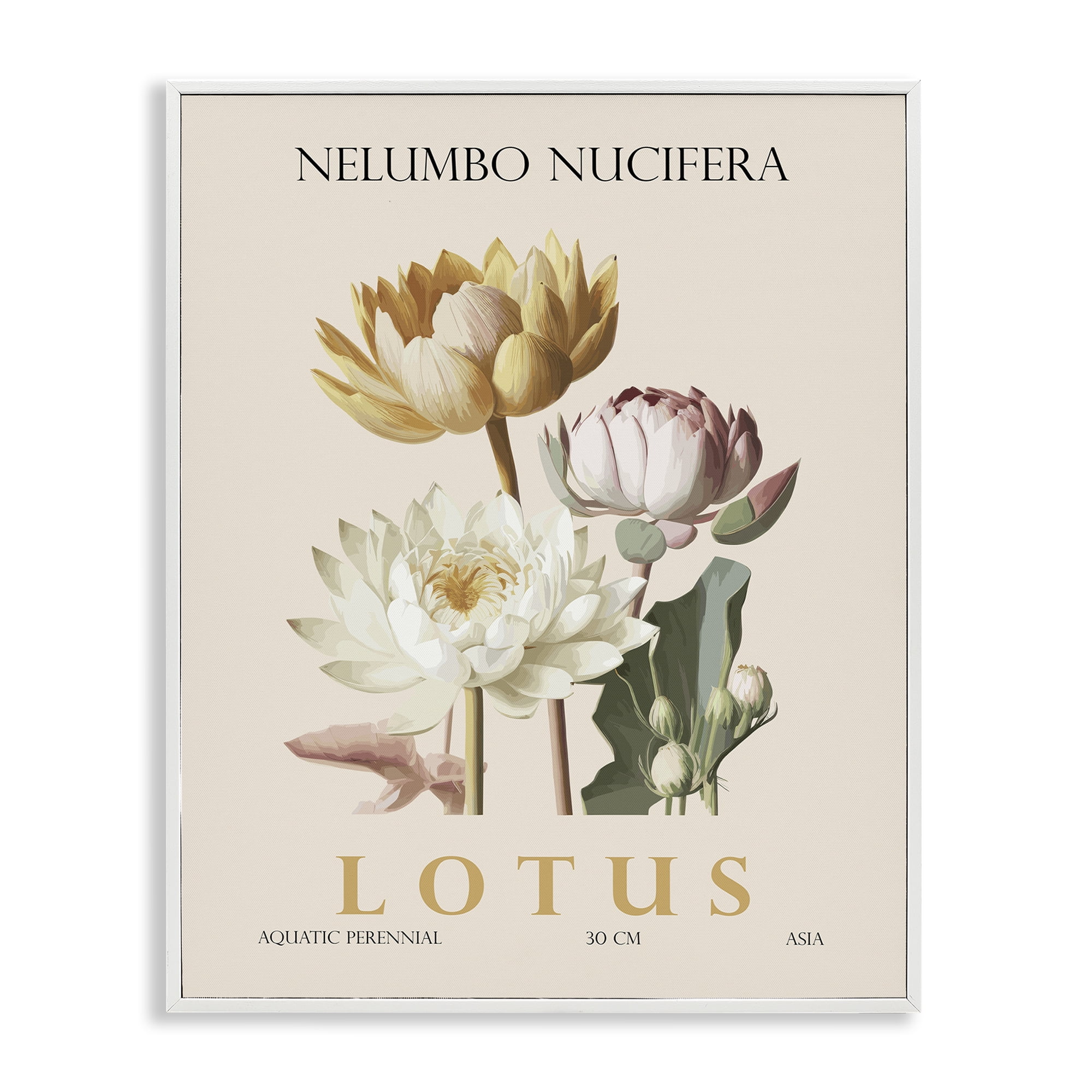 Stupell Industries Natural Lotus Bundle White Framed Giclee Art, design by Christopher Giampietro
