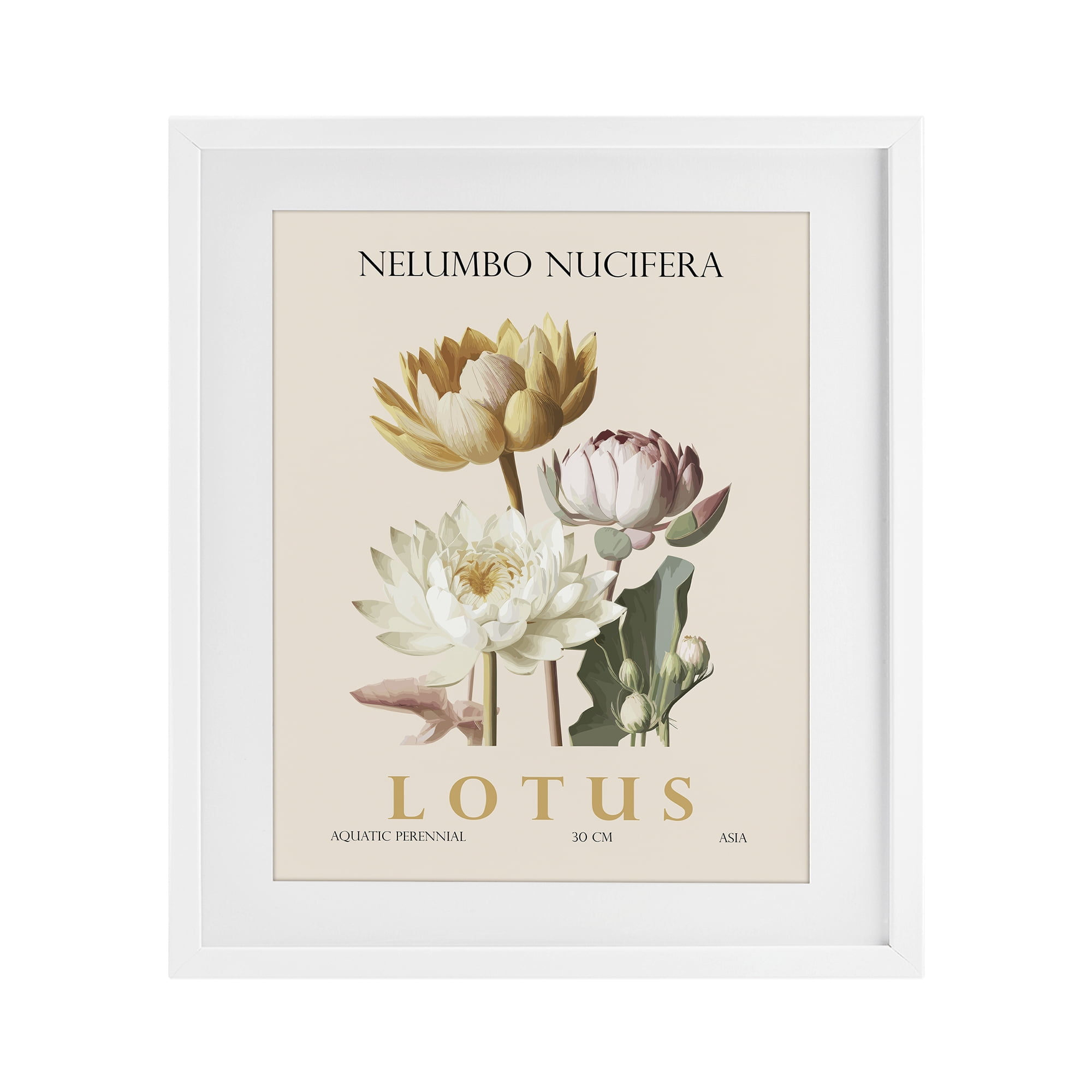 Stupell Industries Natural Lotus Bundle White Framed Print Under Glass, design by Christopher Giampietro