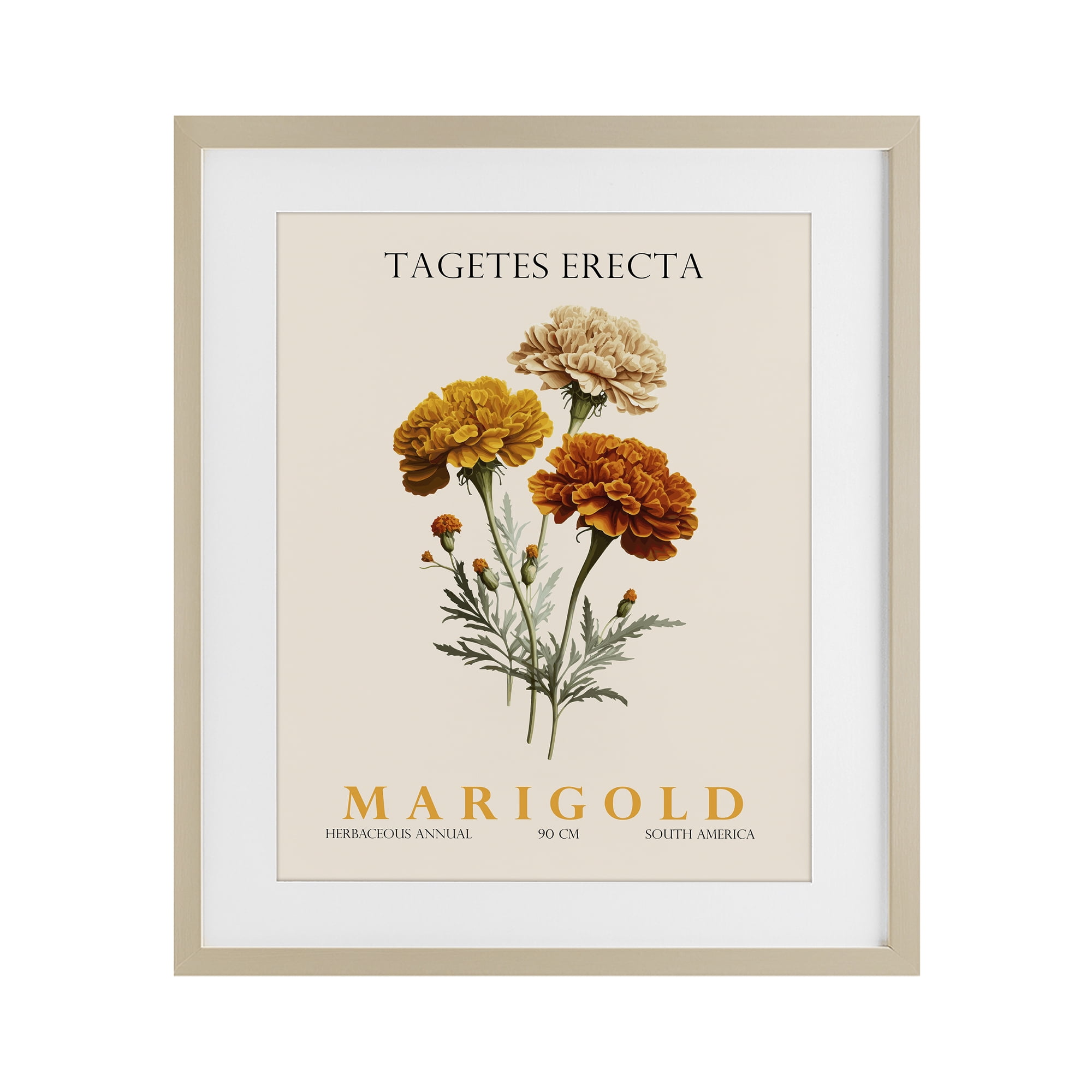 Stupell Industries Natural Marigold Bundle Birch Framed Print Under Glass, design by Christopher Giampietro