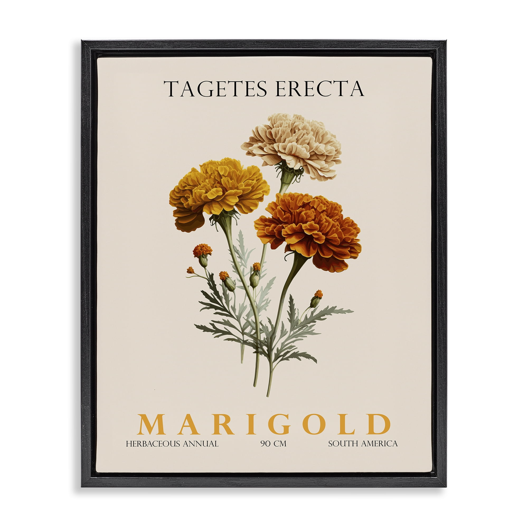 Stupell Industries Natural Marigold Bundle Black Framed Floater Canvas Wall Art, design by Christopher Giampietro