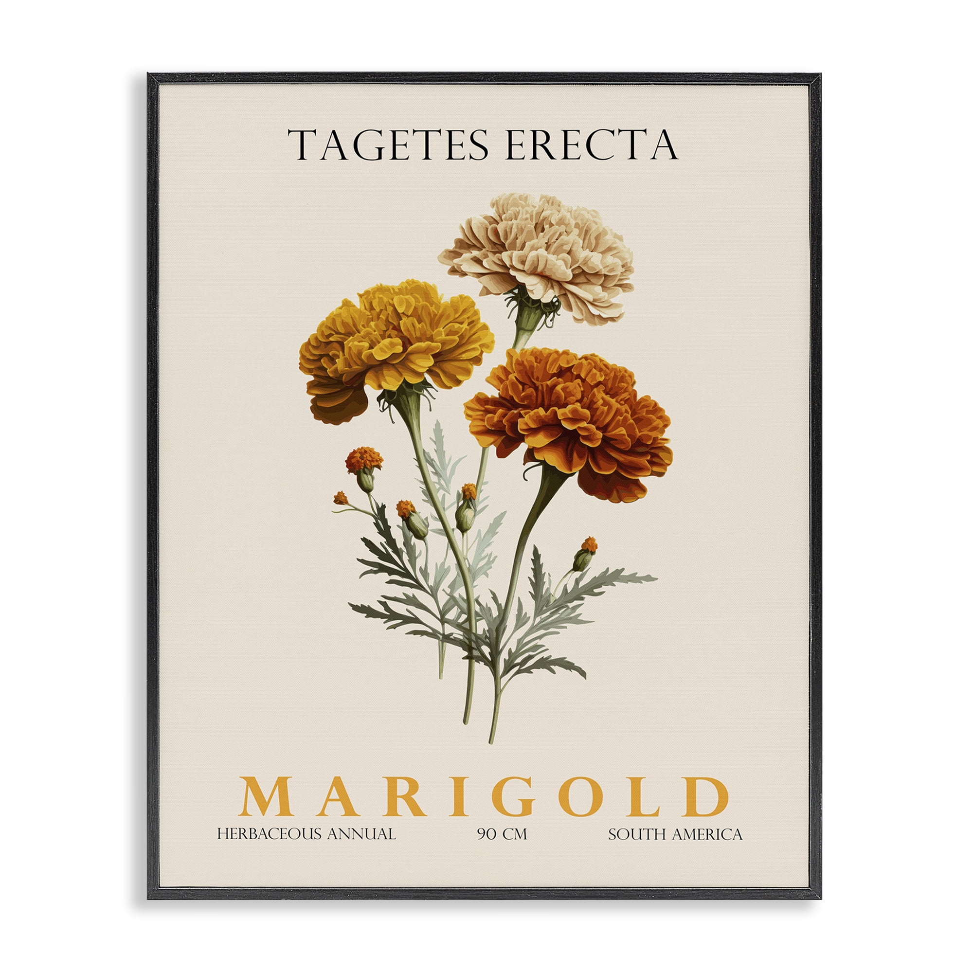 Stupell Industries Natural Marigold Bundle Black Framed Giclee Art, design by Christopher Giampietro