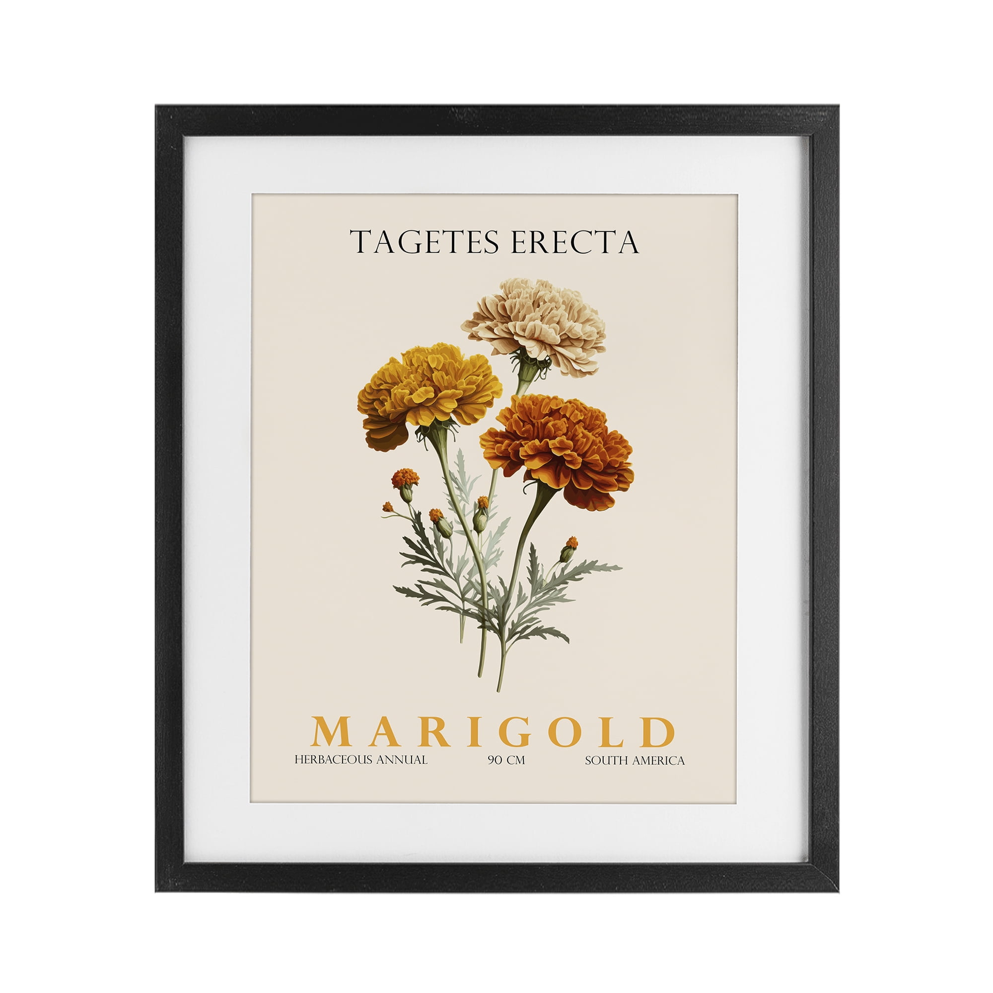 Stupell Industries Natural Marigold Bundle Black Framed Print Under Glass, design by Christopher Giampietro