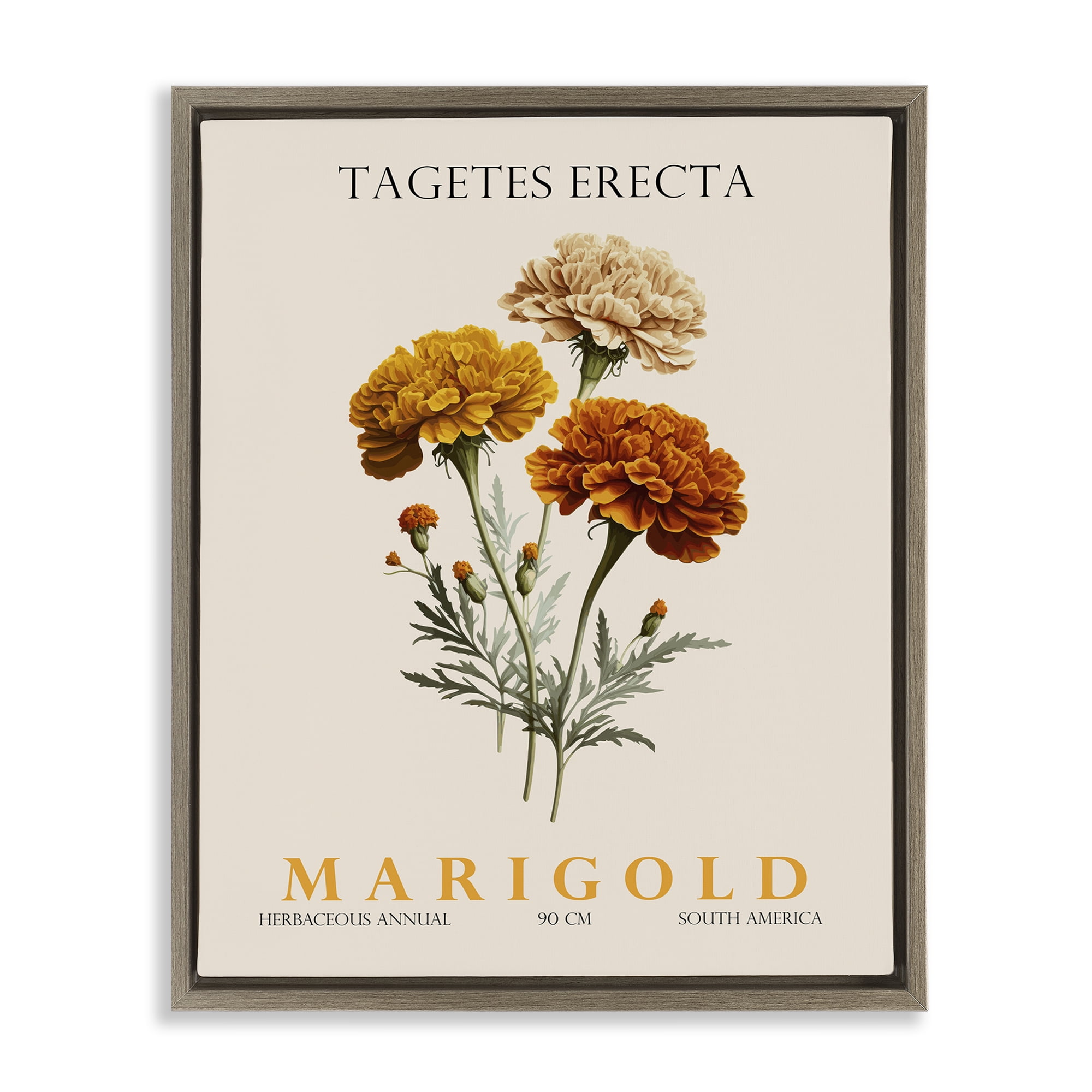 Stupell Industries Natural Marigold Bundle Brown Framed Floater Canvas Wall Art, design by Christopher Giampietro