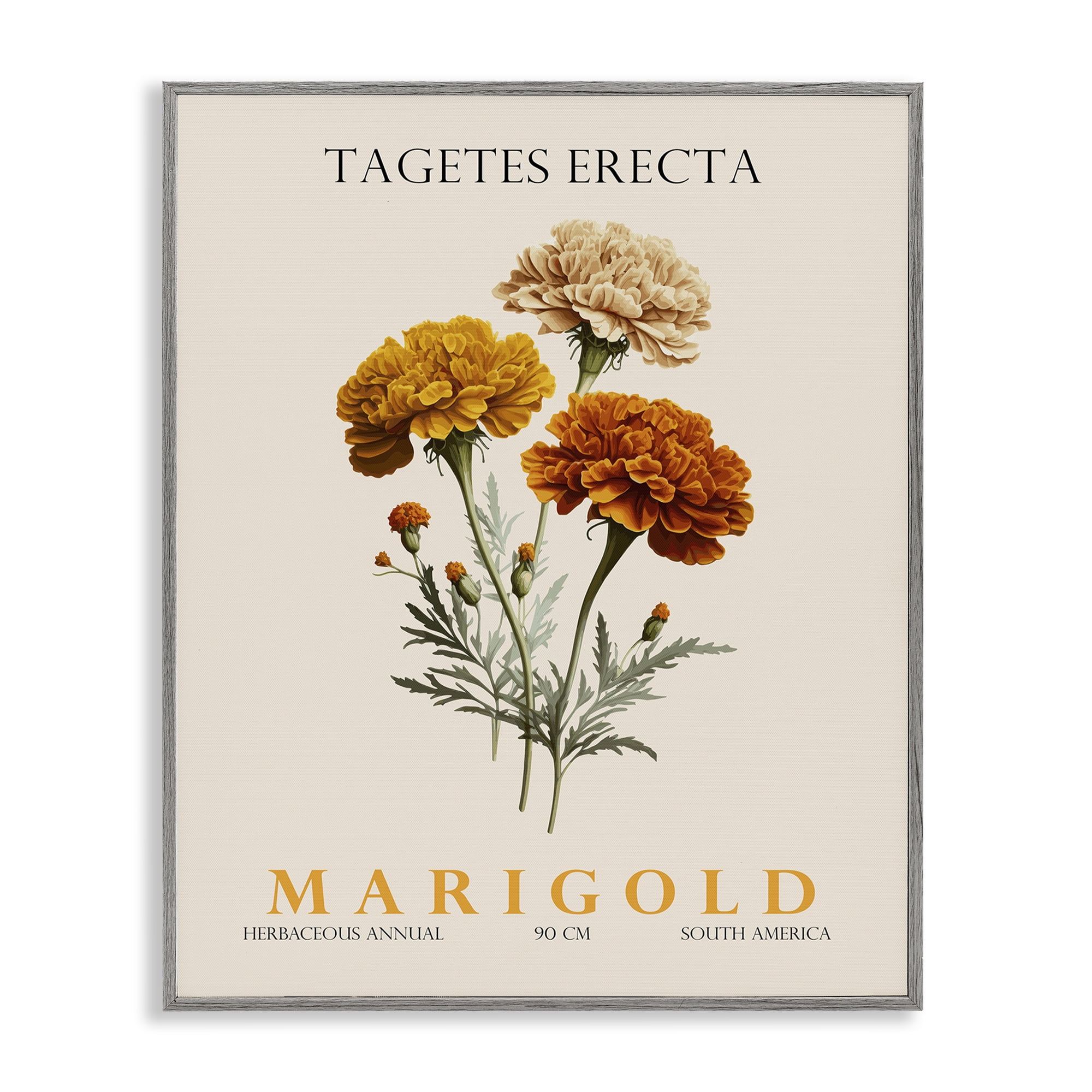Stupell Industries Natural Marigold Bundle Gray Framed Giclee Art, design by Christopher Giampietro