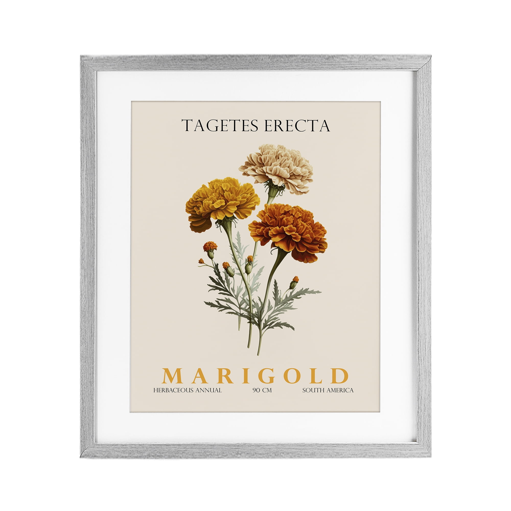 Stupell Industries Natural Marigold Bundle Gray Framed Print Under Glass, design by Christopher Giampietro