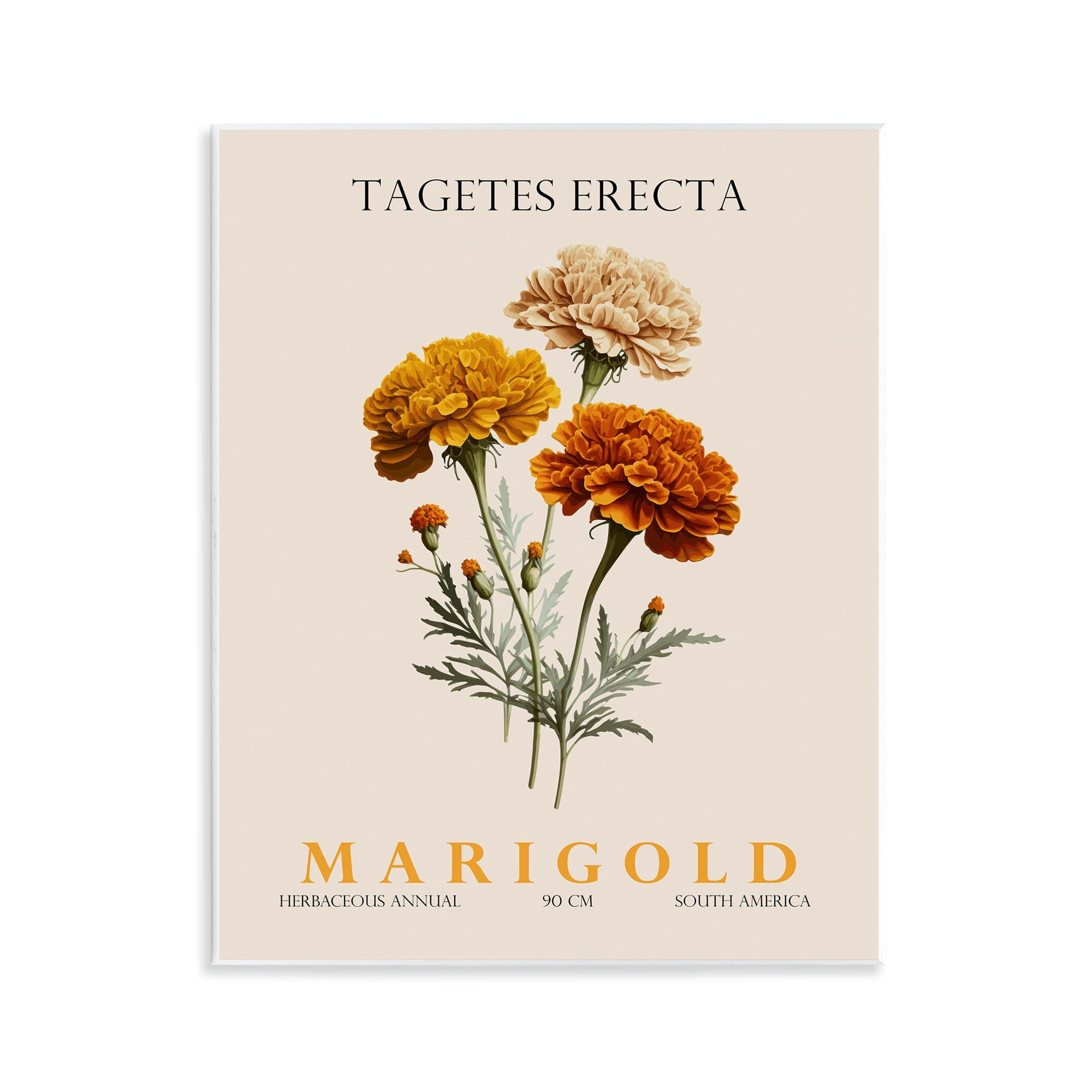 Stupell Industries Natural Marigold Bundle Wall Plaque Art, design by Christopher Giampietro