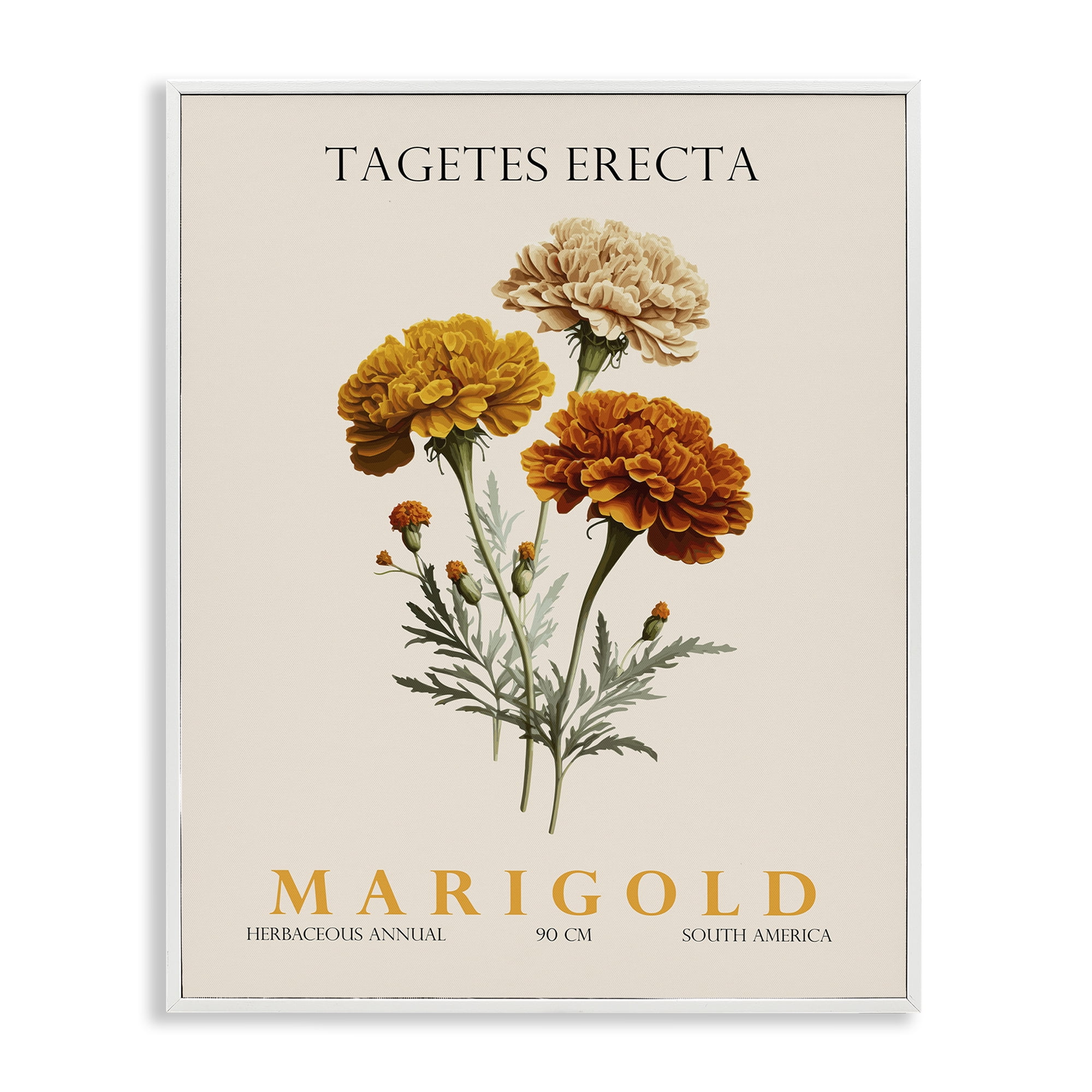 Stupell Industries Natural Marigold Bundle White Framed Giclee Art, design by Christopher Giampietro