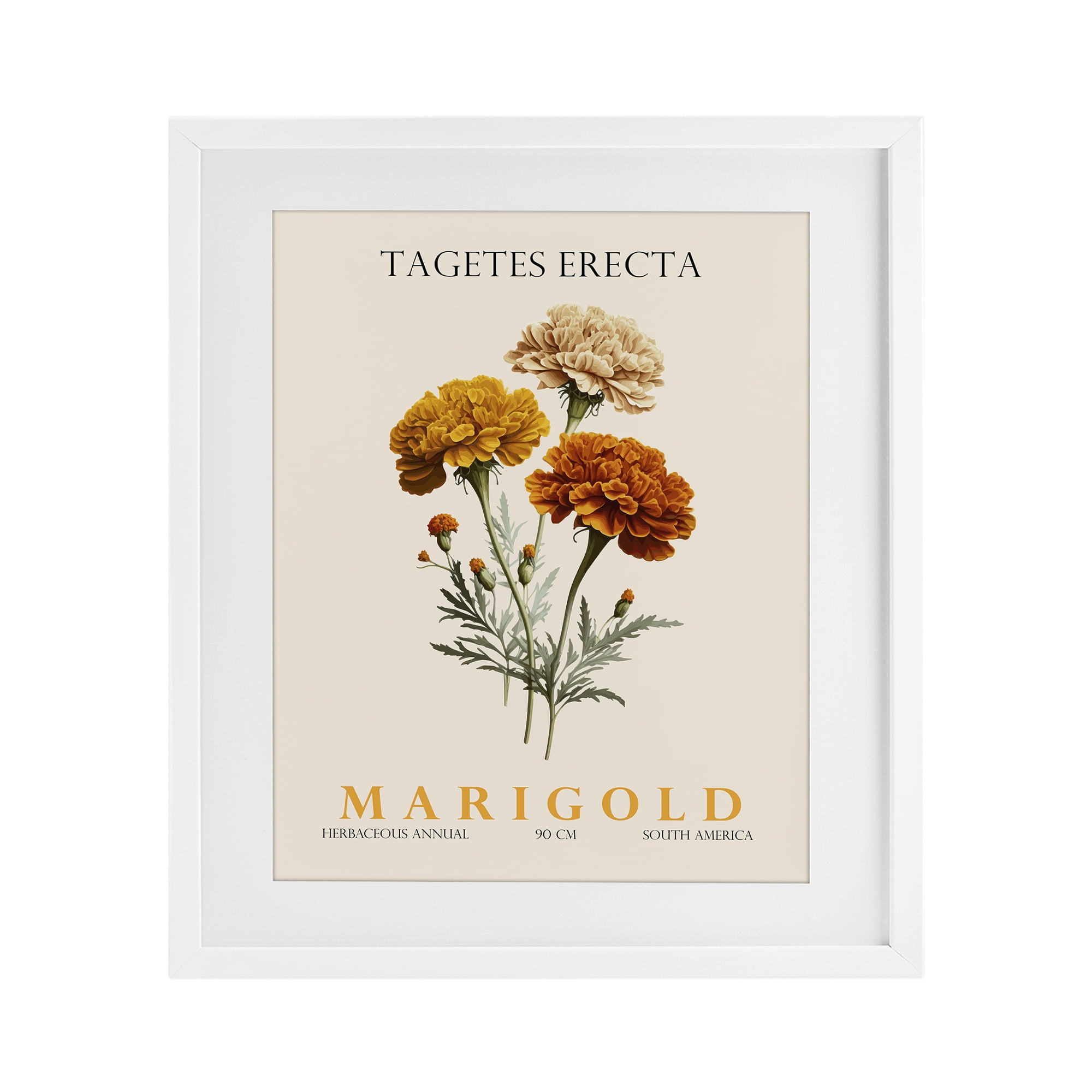 Stupell Industries Natural Marigold Bundle White Framed Print Under Glass, design by Christopher Giampietro