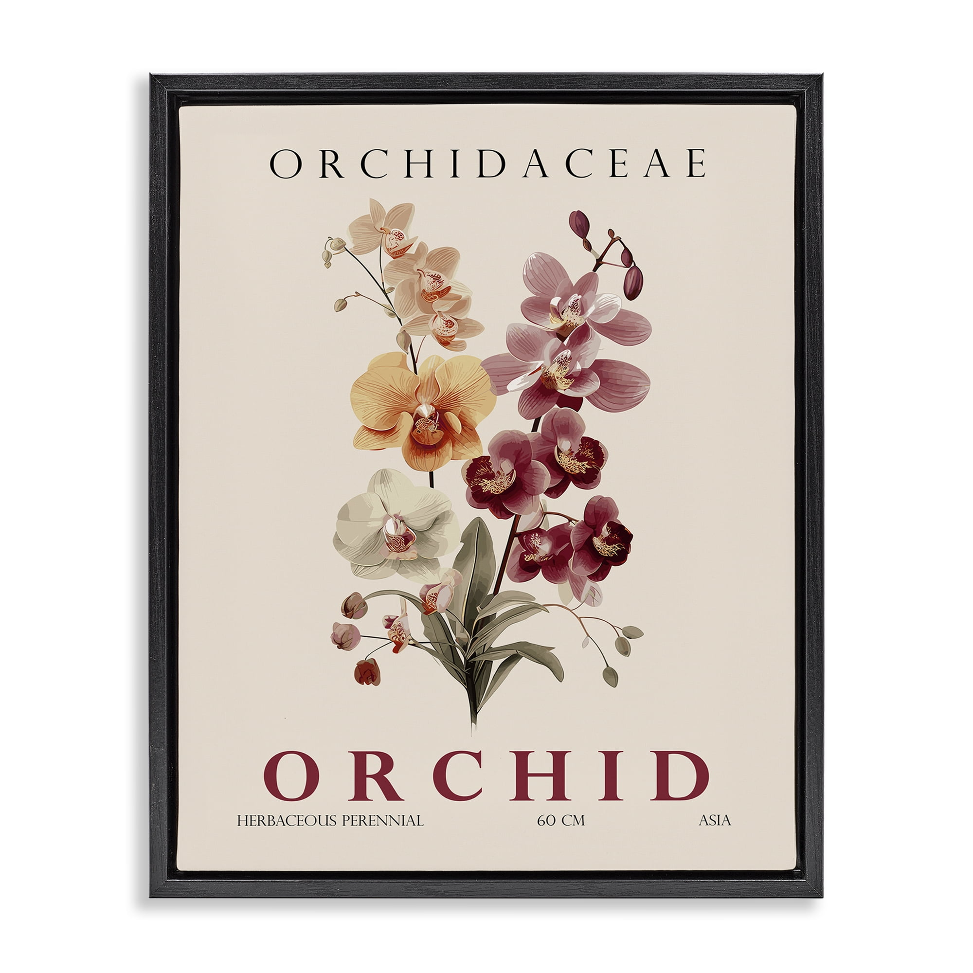 Stupell Industries Natural Orchid Bundle Black Framed Floater Canvas Wall Art, design by Christopher Giampietro