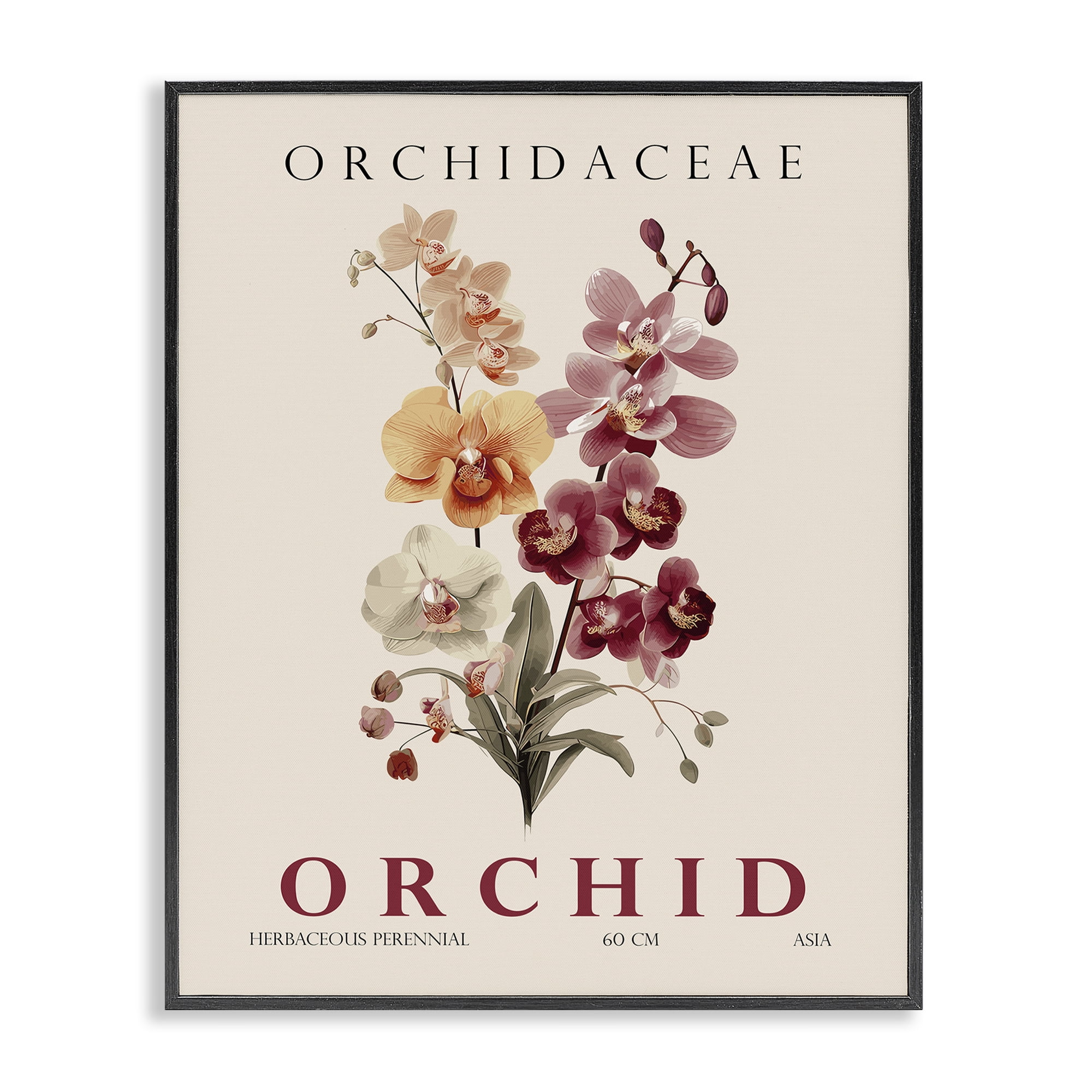Stupell Industries Natural Orchid Bundle Black Framed Giclee Art, design by Christopher Giampietro
