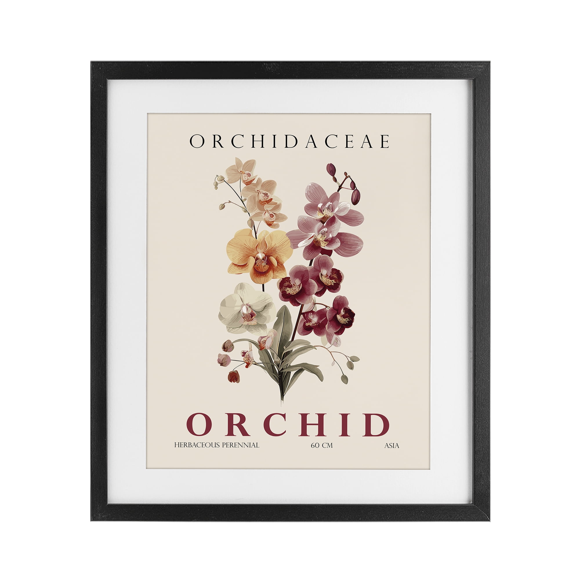 Stupell Industries Natural Orchid Bundle Black Framed Print Under Glass, design by Christopher Giampietro