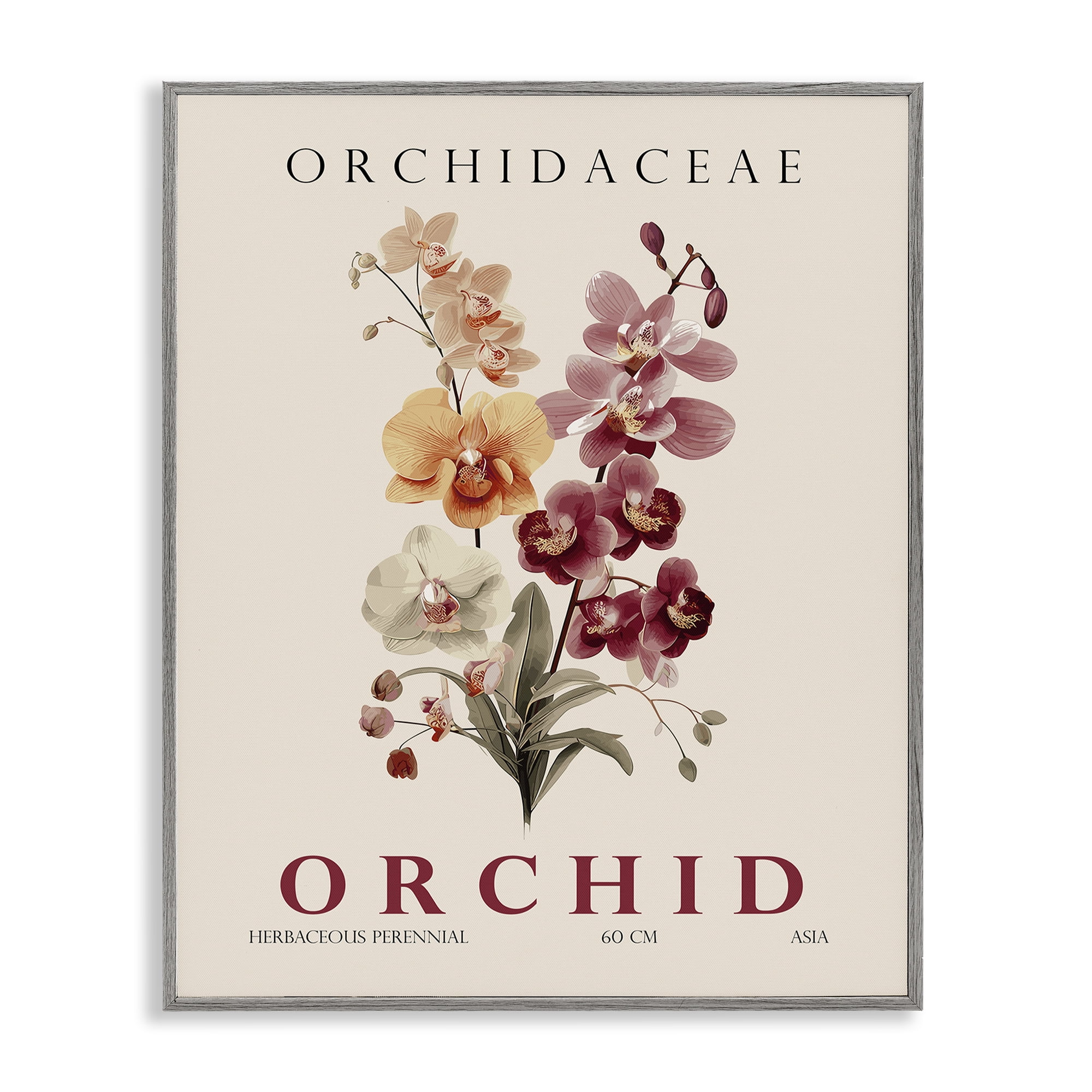 Stupell Industries Natural Orchid Bundle Gray Framed Giclee Art, design by Christopher Giampietro