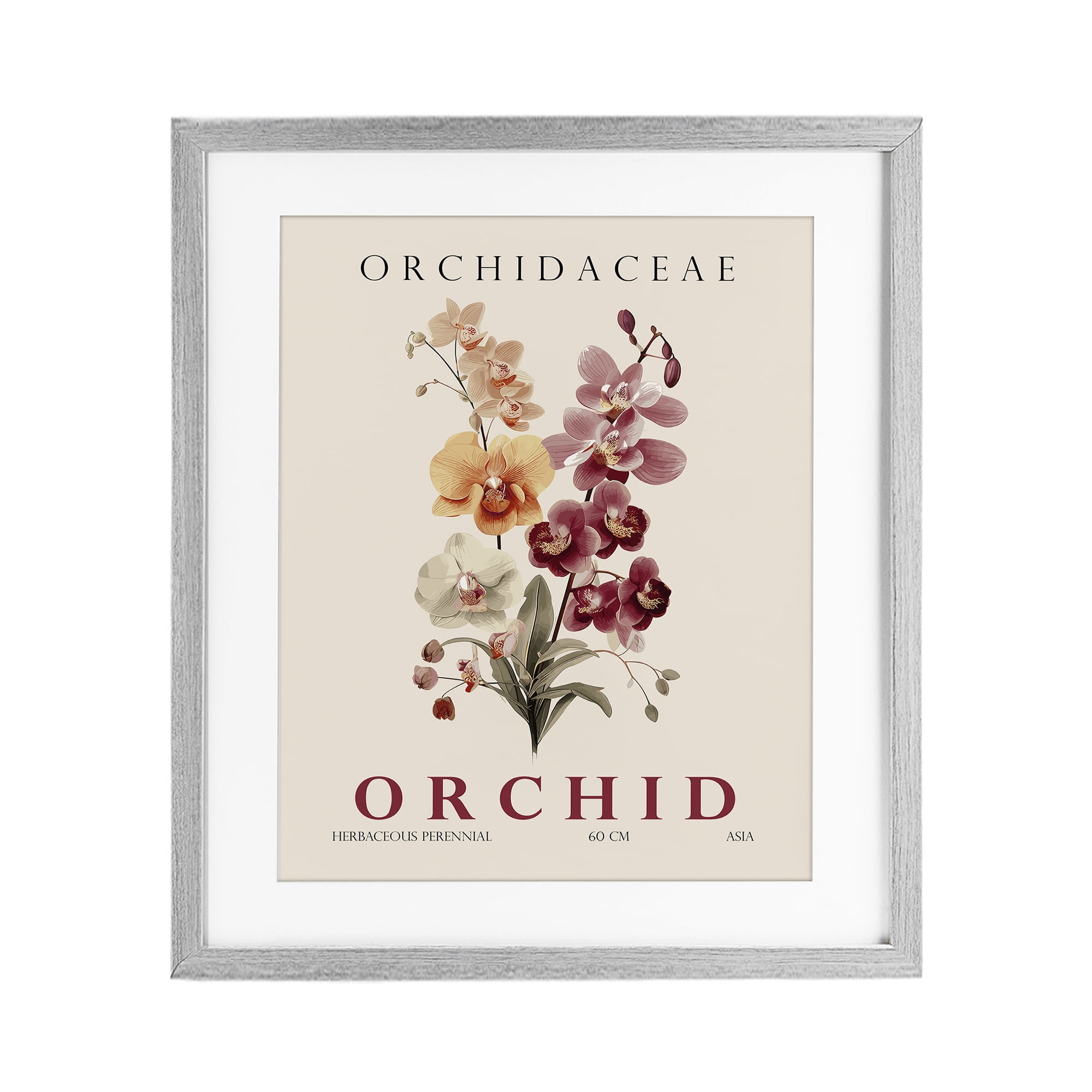 Stupell Industries Natural Orchid Bundle Gray Framed Print Under Glass, design by Christopher Giampietro