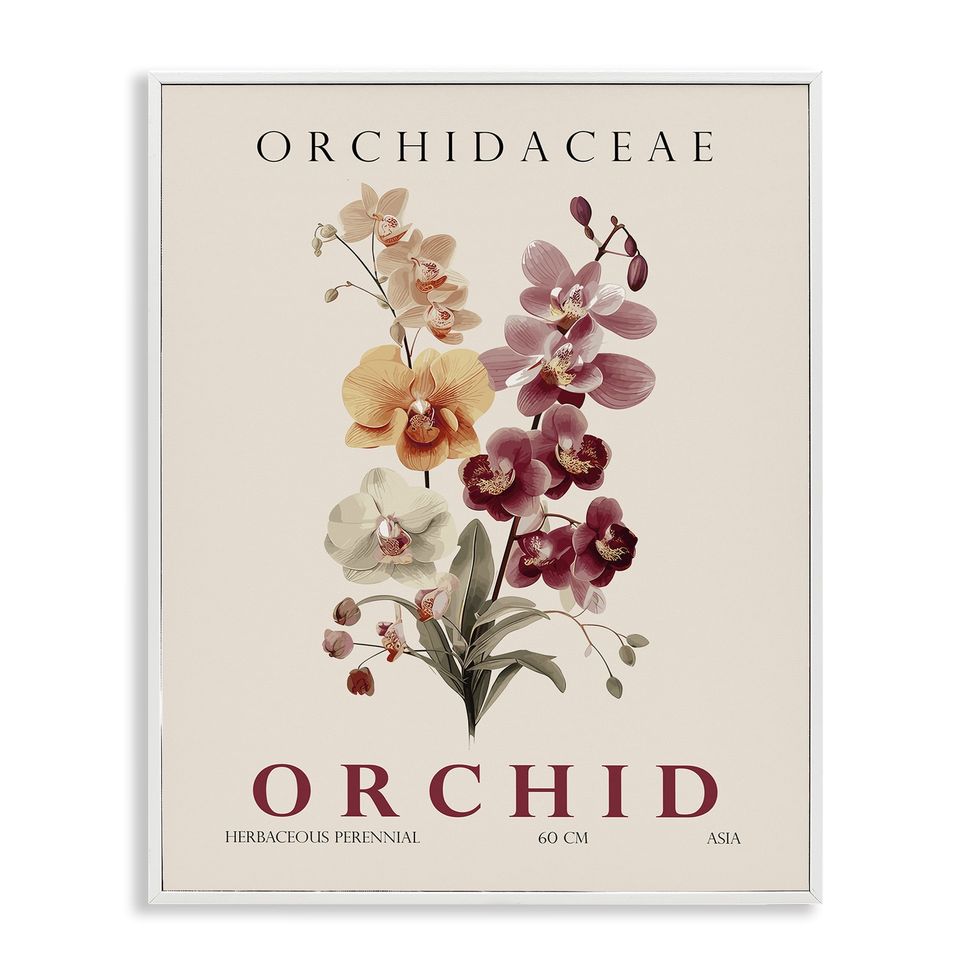 Stupell Industries Natural Orchid Bundle White Framed Giclee Art, design by Christopher Giampietro