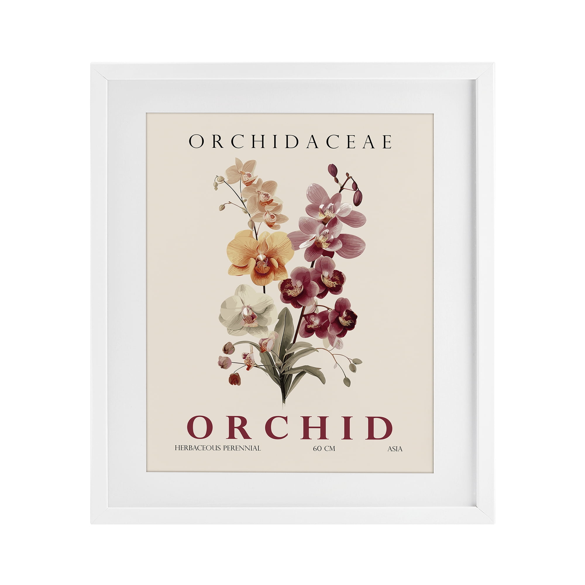 Stupell Industries Natural Orchid Bundle White Framed Print Under Glass, design by Christopher Giampietro