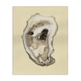 thumbnail image 1 of Stupell Industries Tropical Natural Oyster Shell Canvas Art, 16 x 20, by Michael Willett, 1 of 8