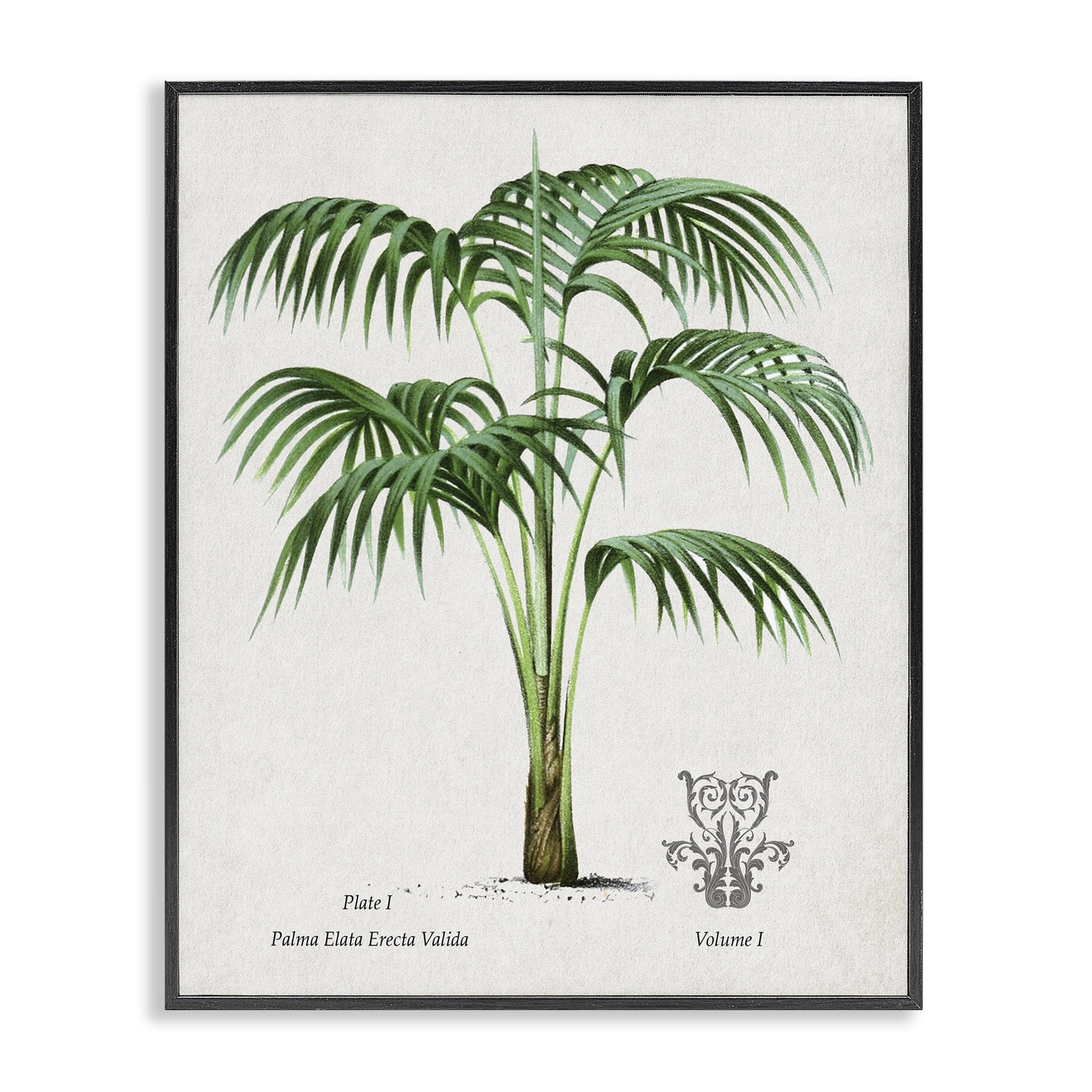 Stupell Industries Natural Palm Study Black Framed Giclee Art, design by Val Rhodes