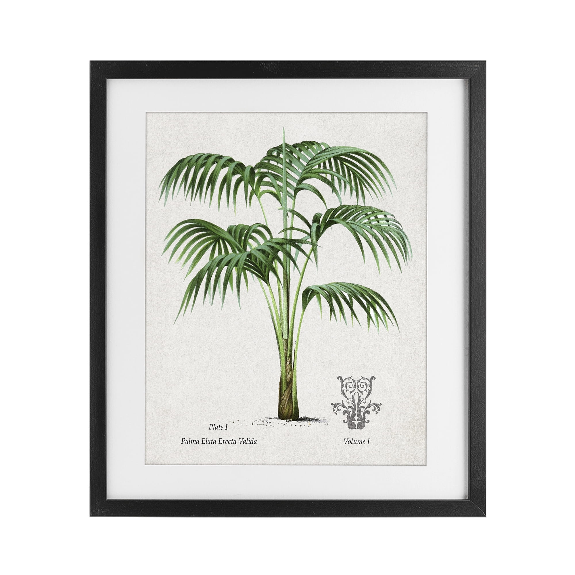 Stupell Industries Natural Palm Study Black Framed Print Under Glass, design by Val Rhodes
